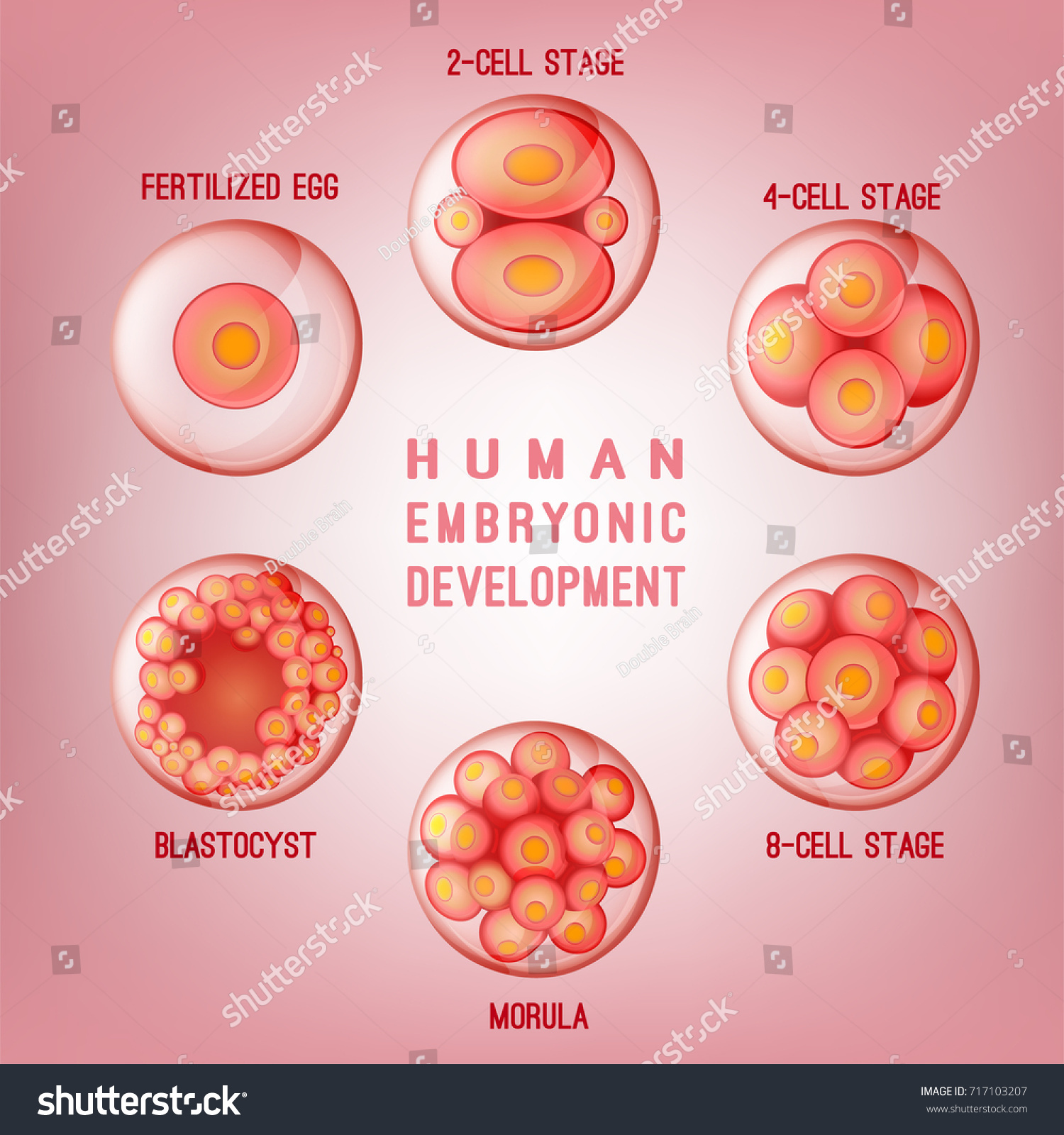 Embryo Development Image Human Fertilization Scheme Stock Vector 717103207 Shutterstock