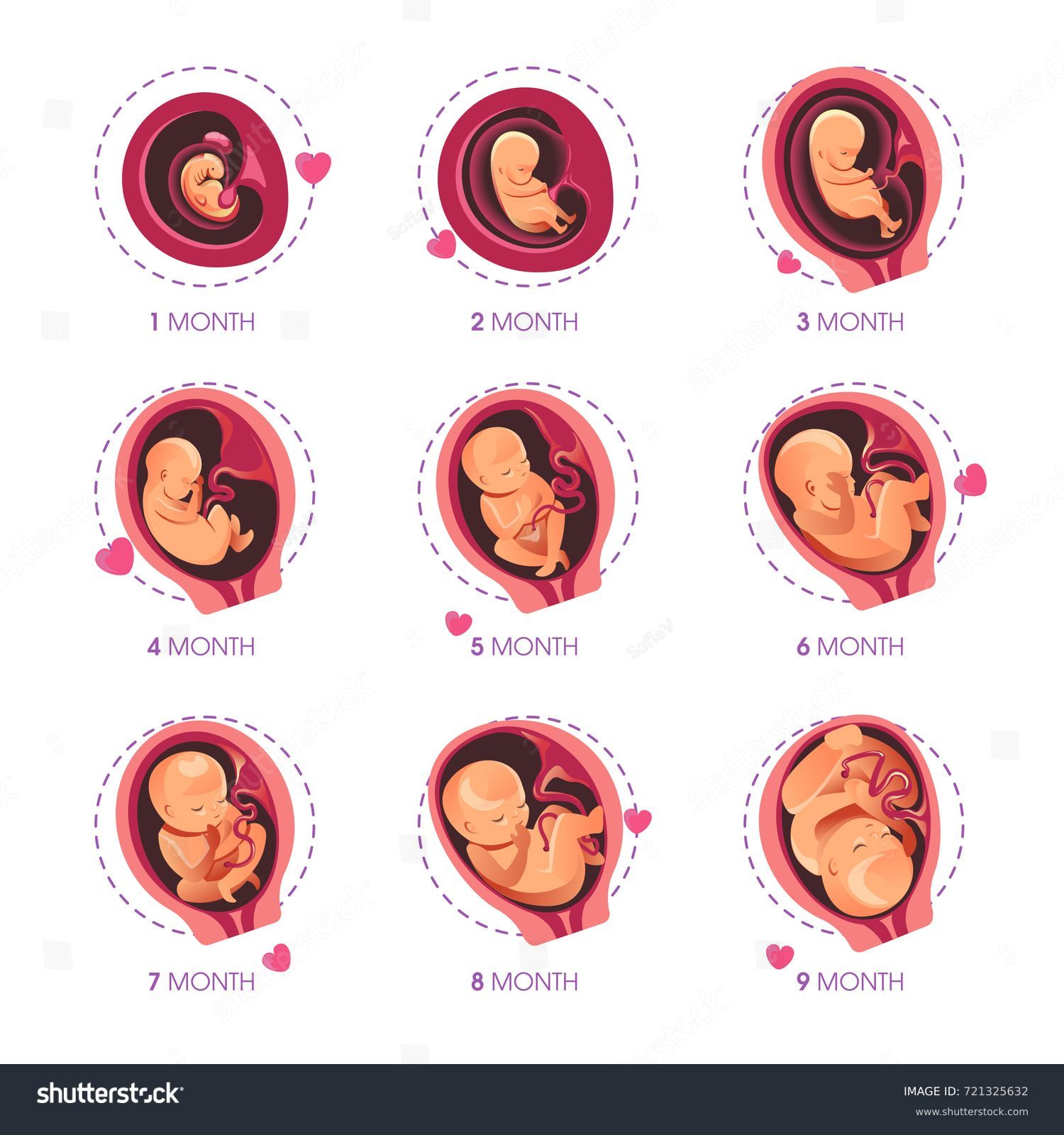 838 Embryo month stage Images, Stock Photos & Vectors | Shutterstock