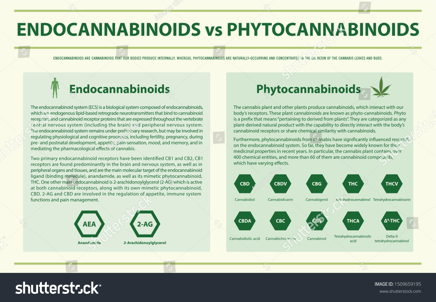 Endocannabinoids Vs Phytocannabinoids Horizontal Infographic ...