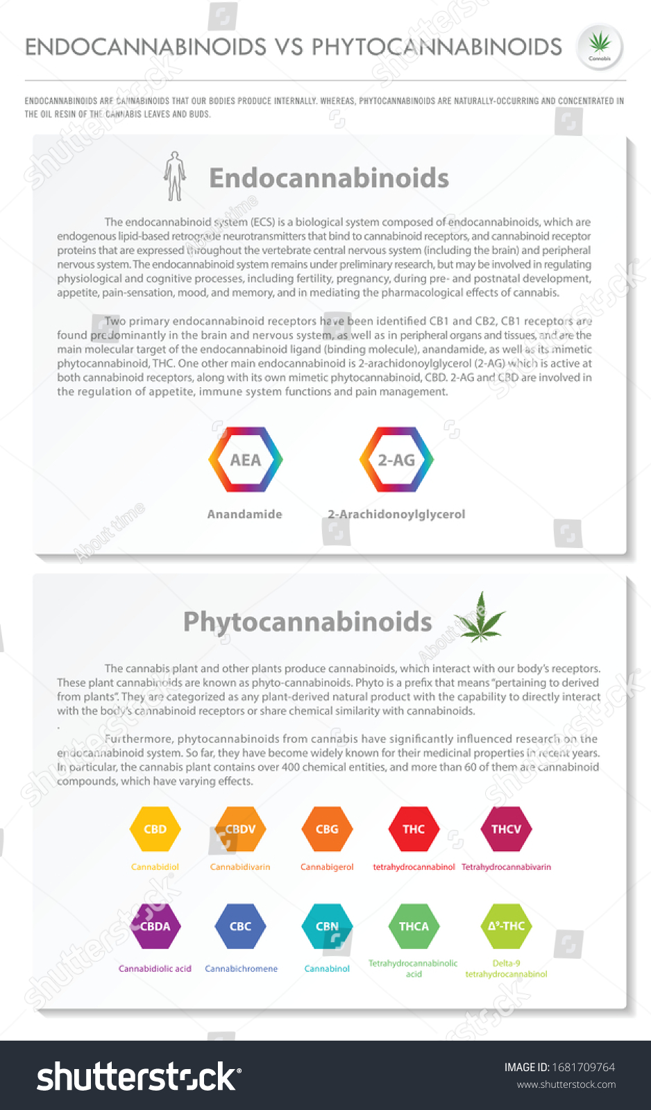 Endocannabinoids Vs Phytocannabinoids Vertical Business Infographic ...