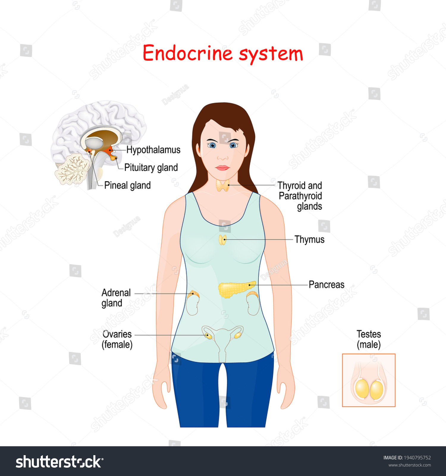 Endocrine System Human Anatomy Female Silhouette Stock Vector (Royalty ...