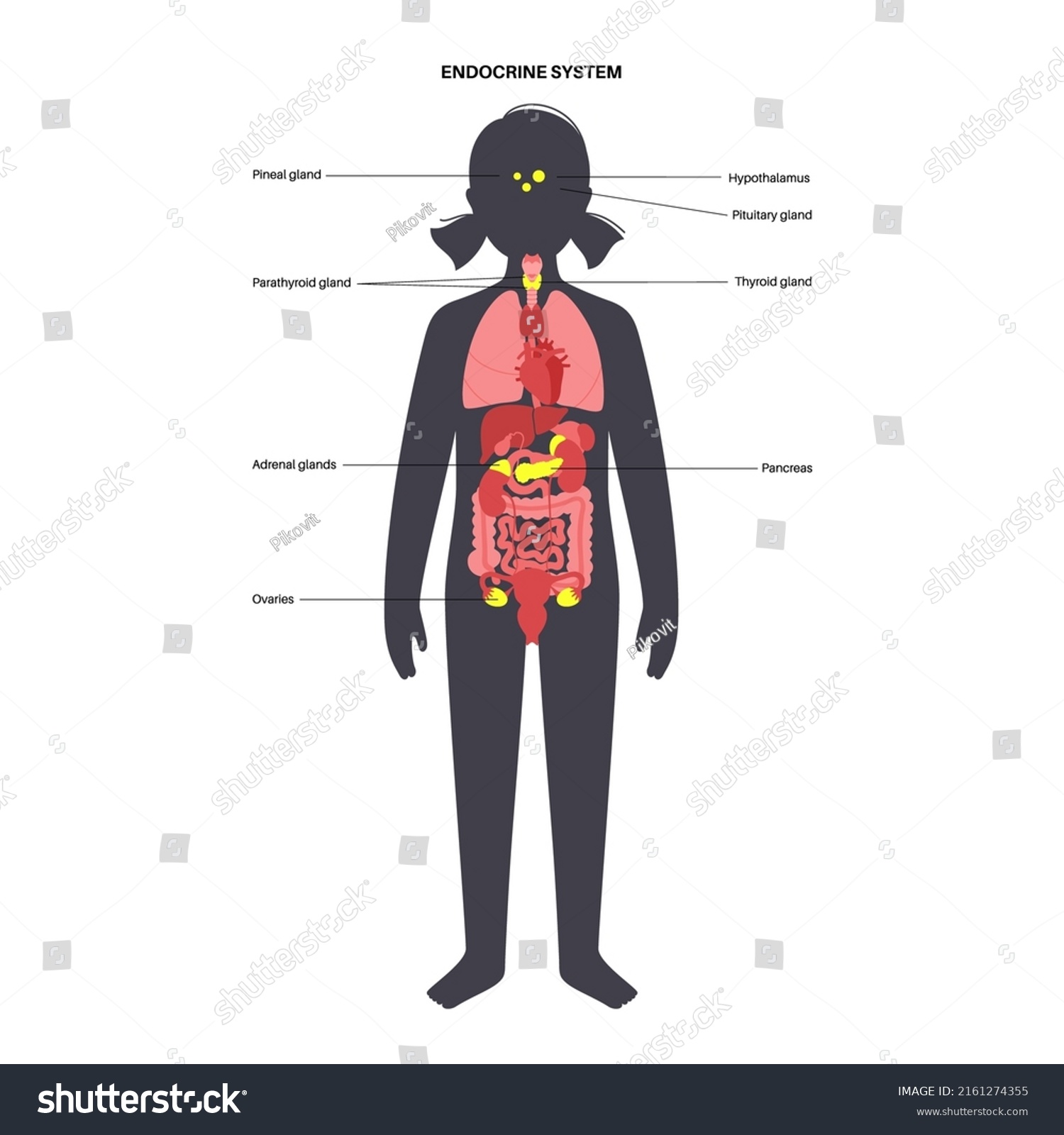 Endocrine System Child Body Adrenal Glands Stock Vector (Royalty Free ...