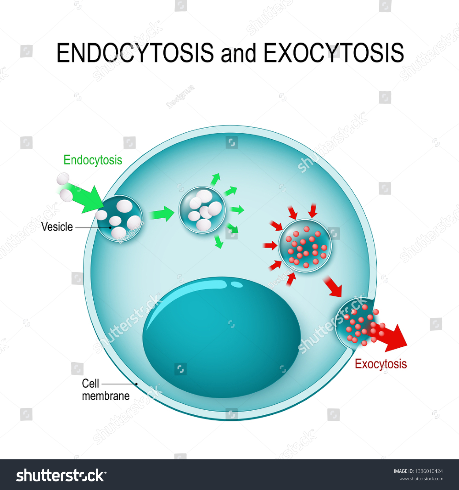 endosome-images-stock-photos-vectors-shutterstock