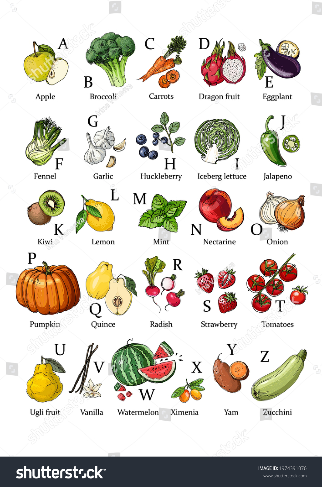 English Alphabet Vegetables Fruits Vector Food Stock Vector (Royalty ...