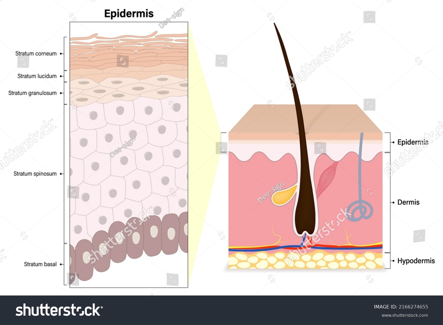 Epidermis Layers Human Skin Cross Section Stock Vector (royalty Free 