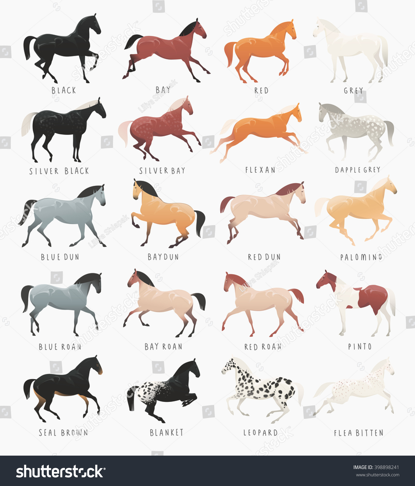 443 Color chart horse Images, Stock Photos & Vectors | Shutterstock