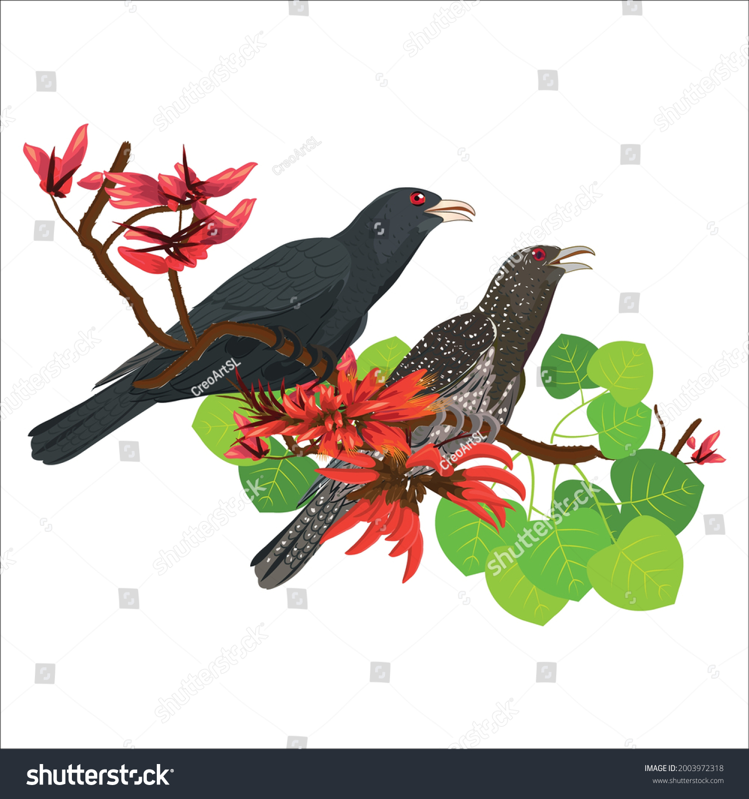 384 White koel Images, Stock Photos & Vectors | Shutterstock