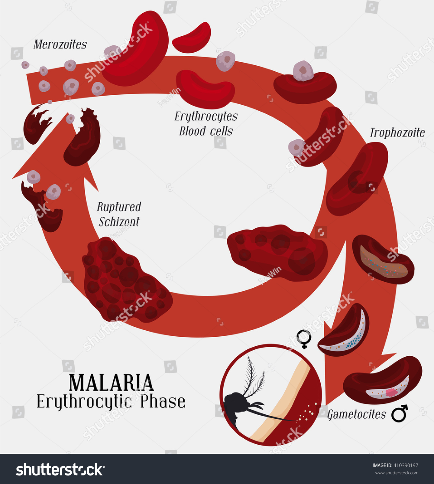 Erythrocytic Phase Malarian Plasmodium Infection Red Stock Vector ...