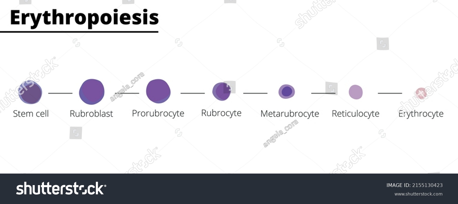 Erythropoiesis Differentiation Blood Cell Infographic Stem Stock Vector ...