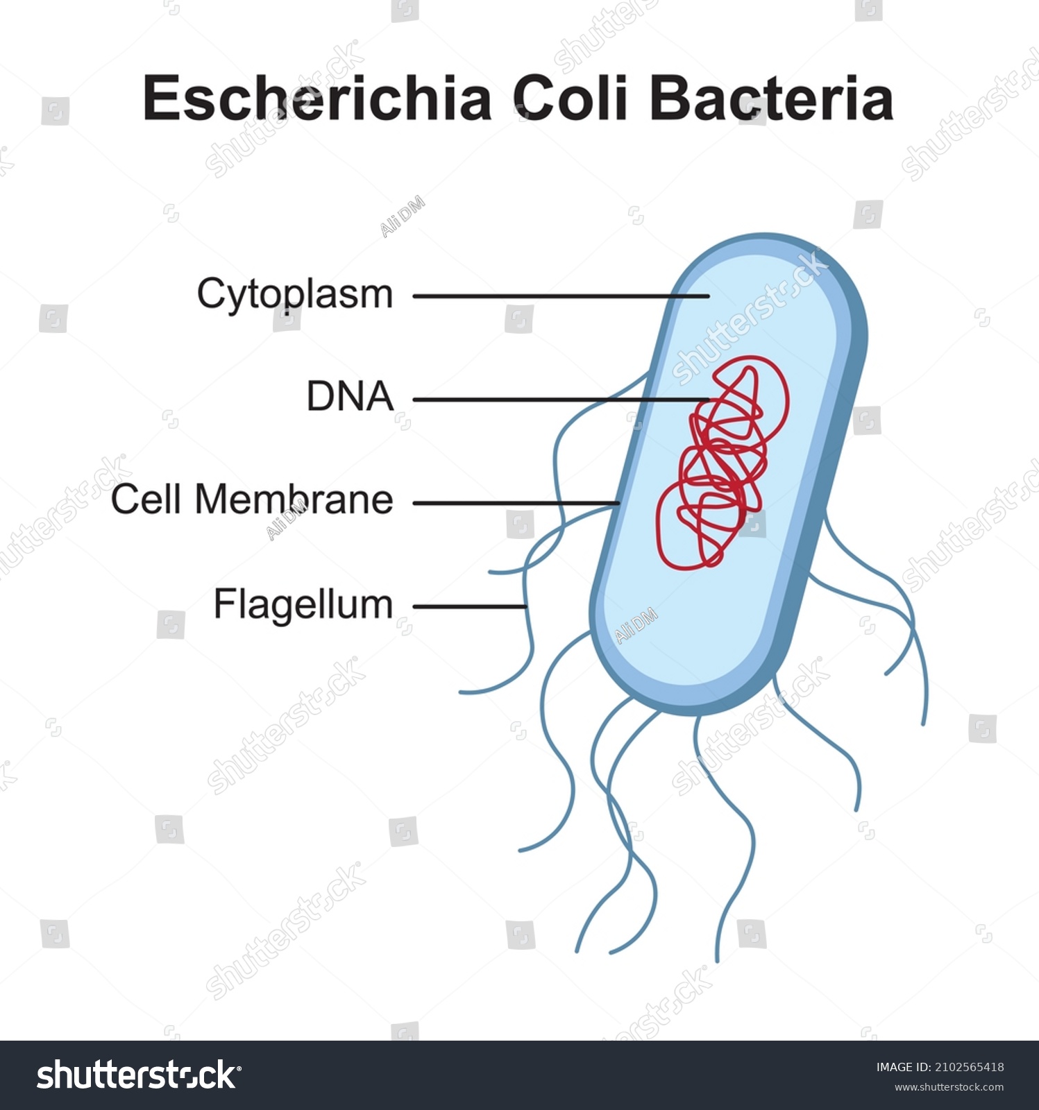 Escherichia Coli Bacteria Structure Vector Illustration Stock Vector ...