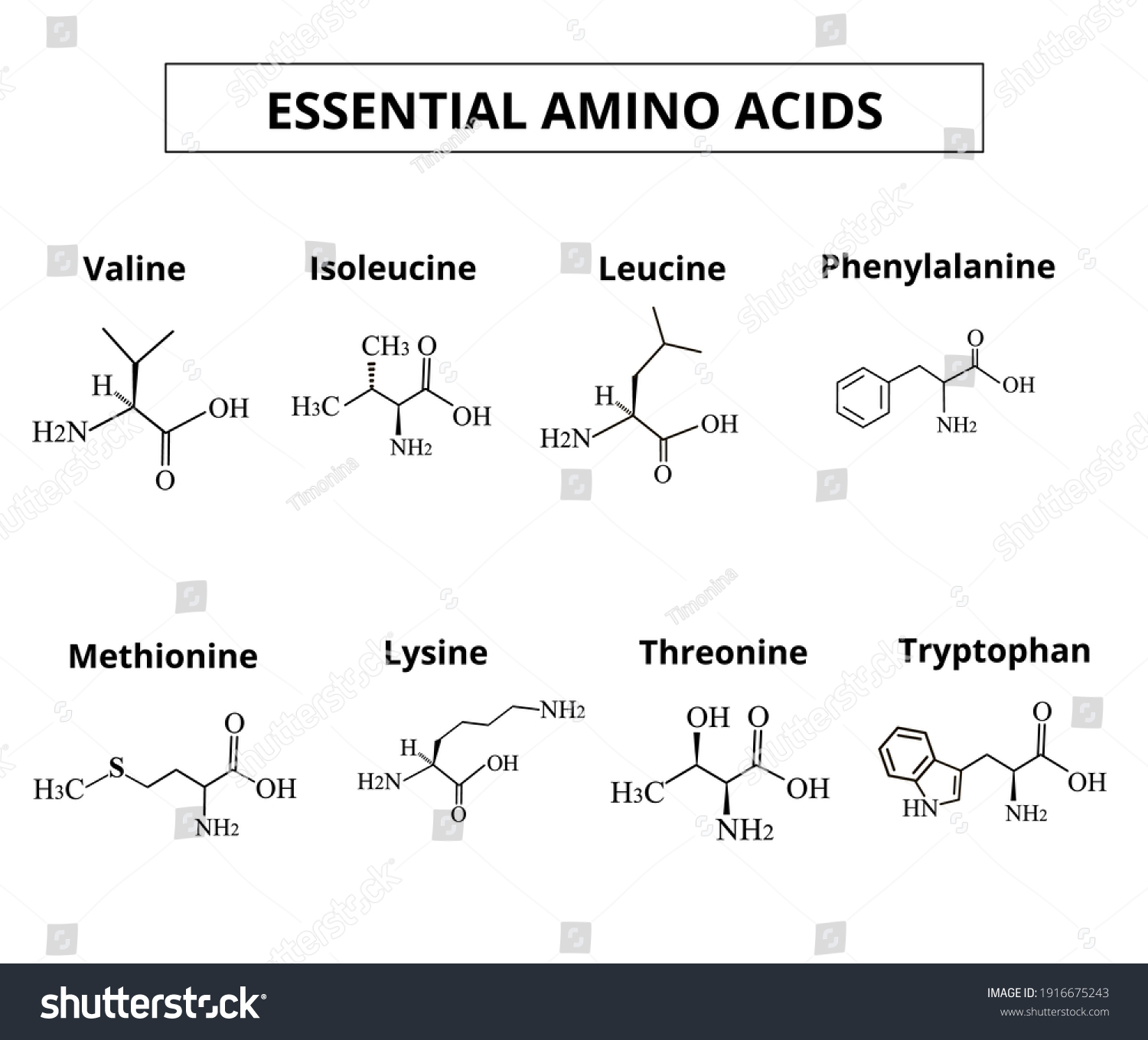 4,096 Essential amino acids Images, Stock Photos & Vectors | Shutterstock