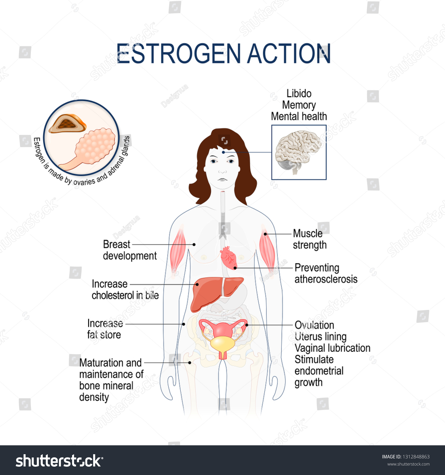 Vektor Stok Estrogen Action Oestrogen Estradiol Primary Female Tanpa Royalti 1312848863 