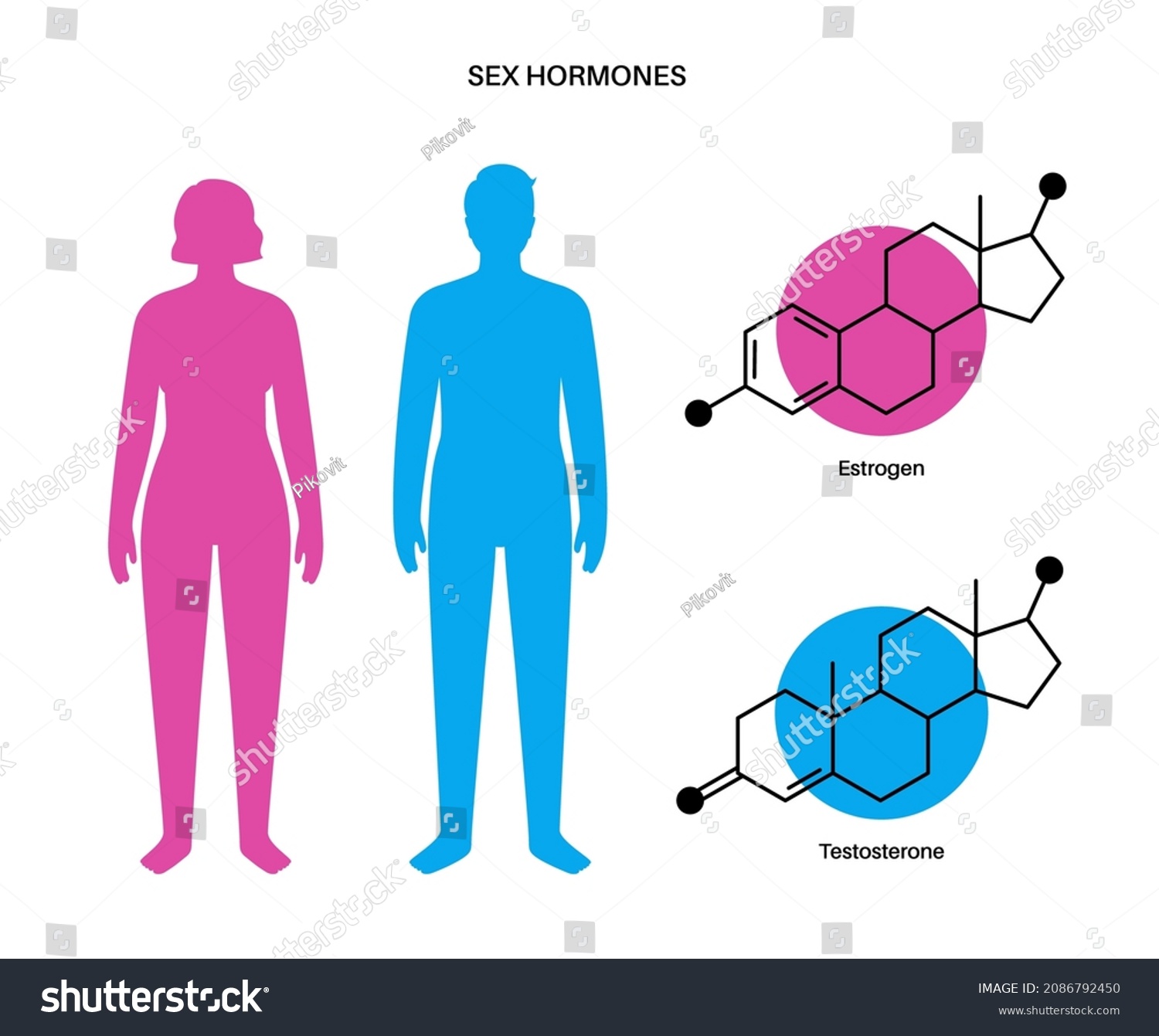 Estrogen Testosterone Level Color Chart Sex Stock Vector Royalty Free