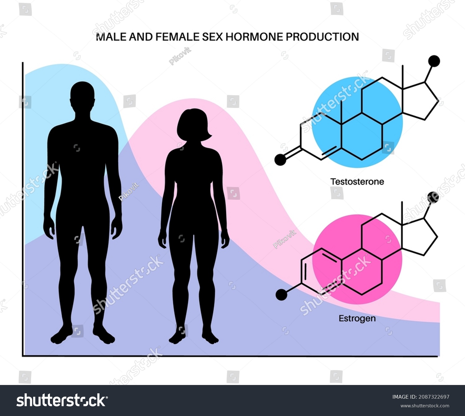 Estrogen Testosterone Level Color Chart Sex Stock Vector Royalty Free 2087322697 Shutterstock 