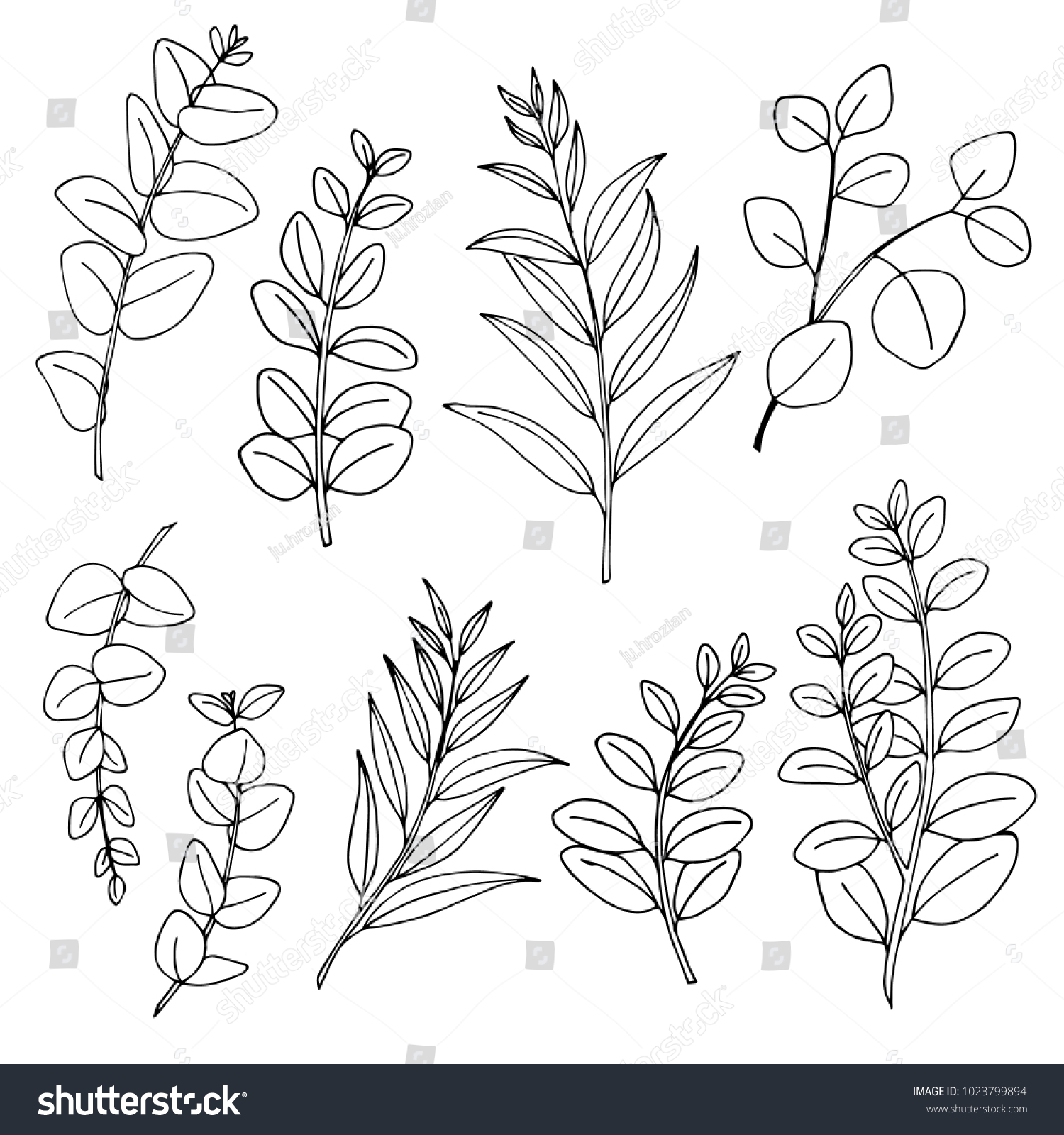 Eucalyptus line art Images, Stock Photos & Vectors | Shutterstock