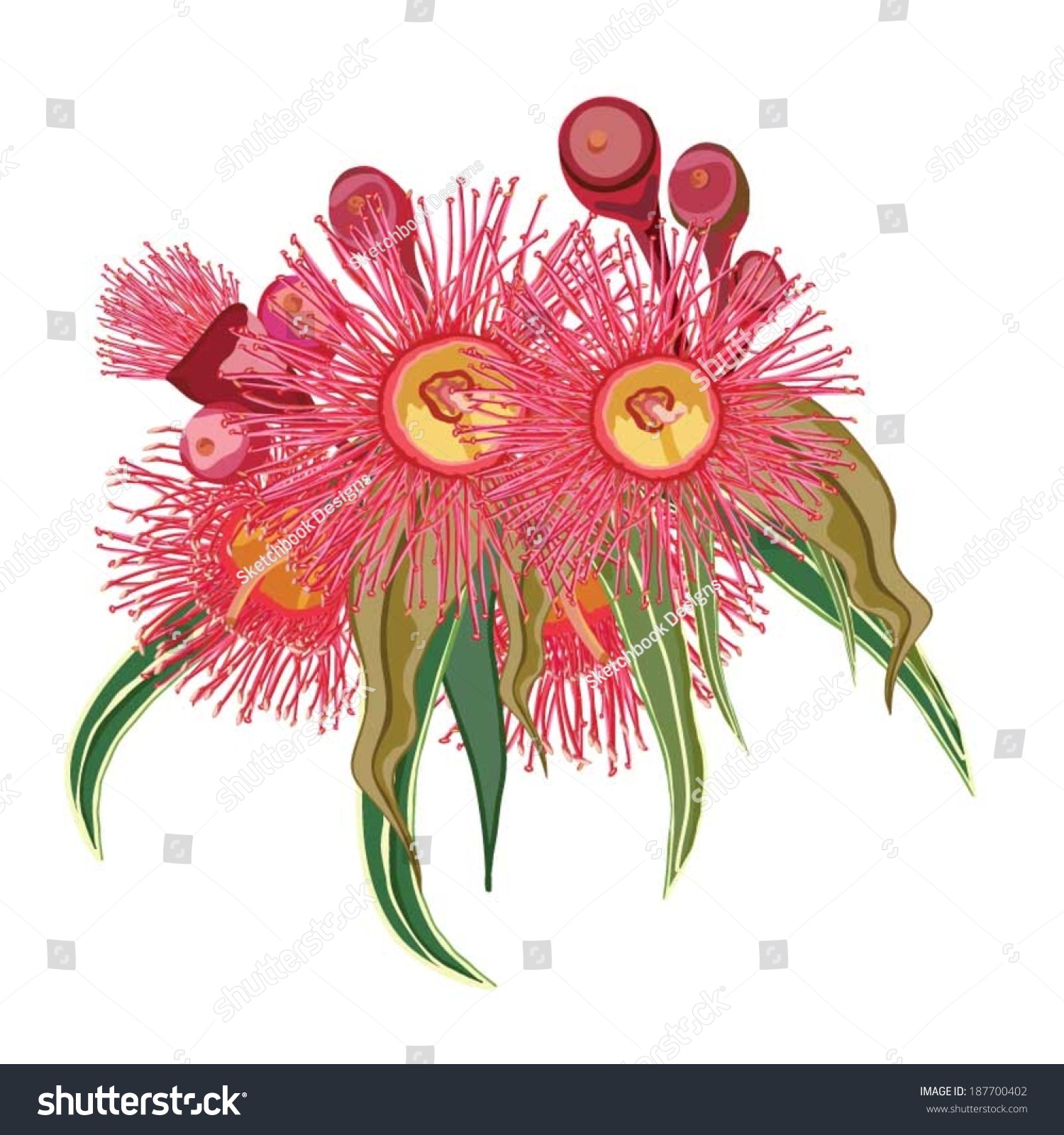 Eucalyptus Flower Realistic Design Stock Vector (Royalty Free ...