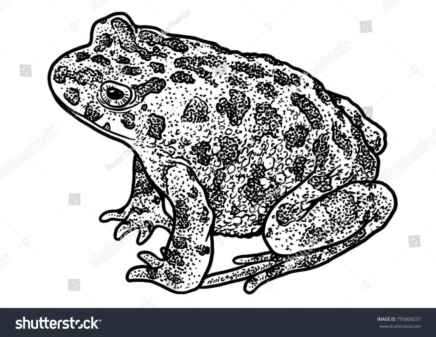 black and white toad drawing clip art preview