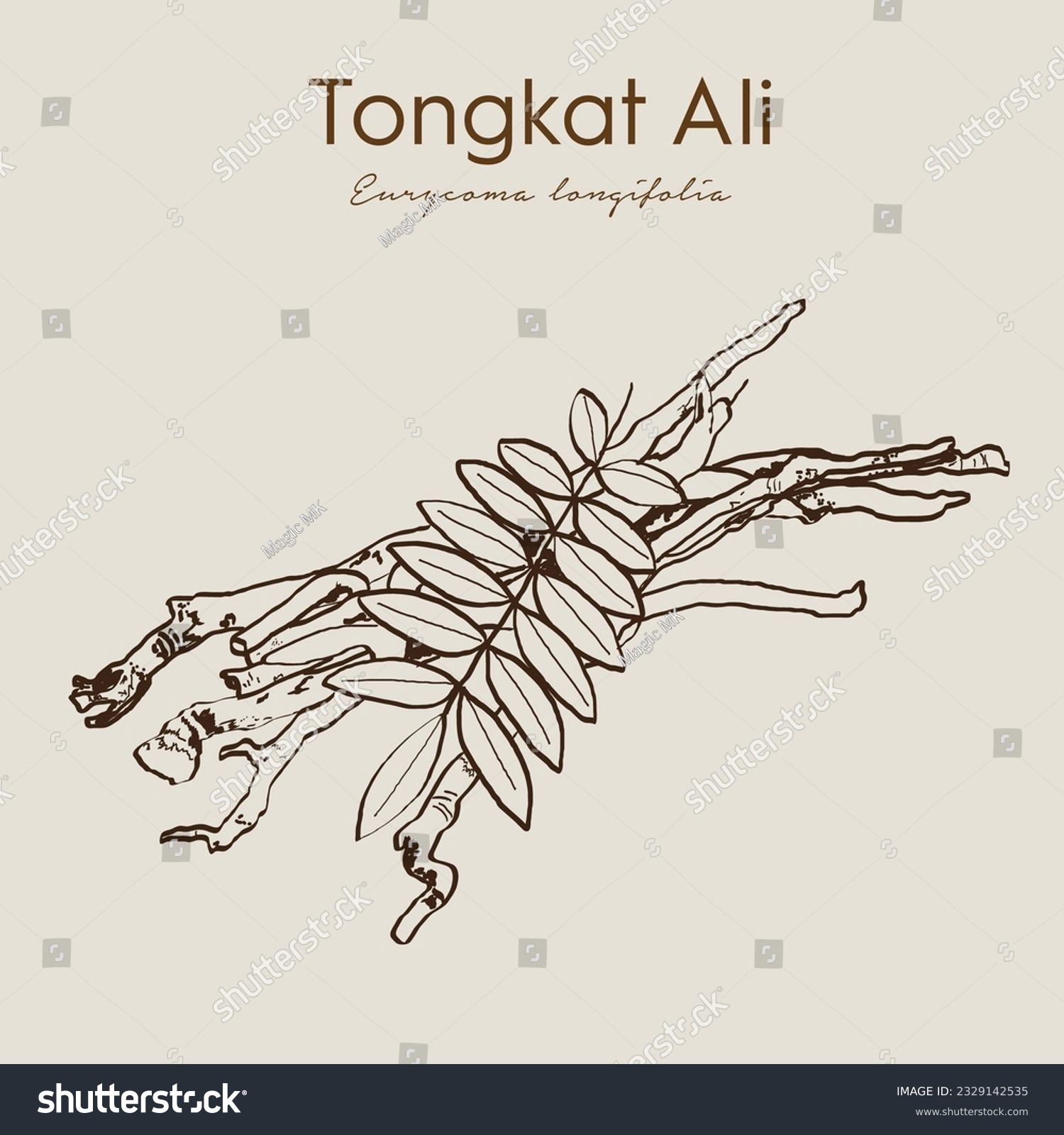 SVG of Eurycoma longifolia, roots and green leaves have medicinal properties.Tongkat Ali or Pasak Bumi, medicinal plant. Hand drawn botanical vector illustration svg