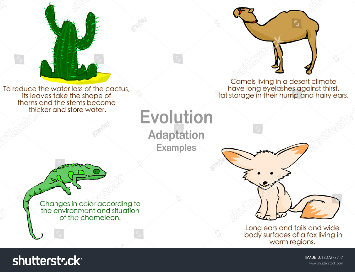 Vektor Stok Evolution Adaptation Examples Annotated Animal Set Tanpa 