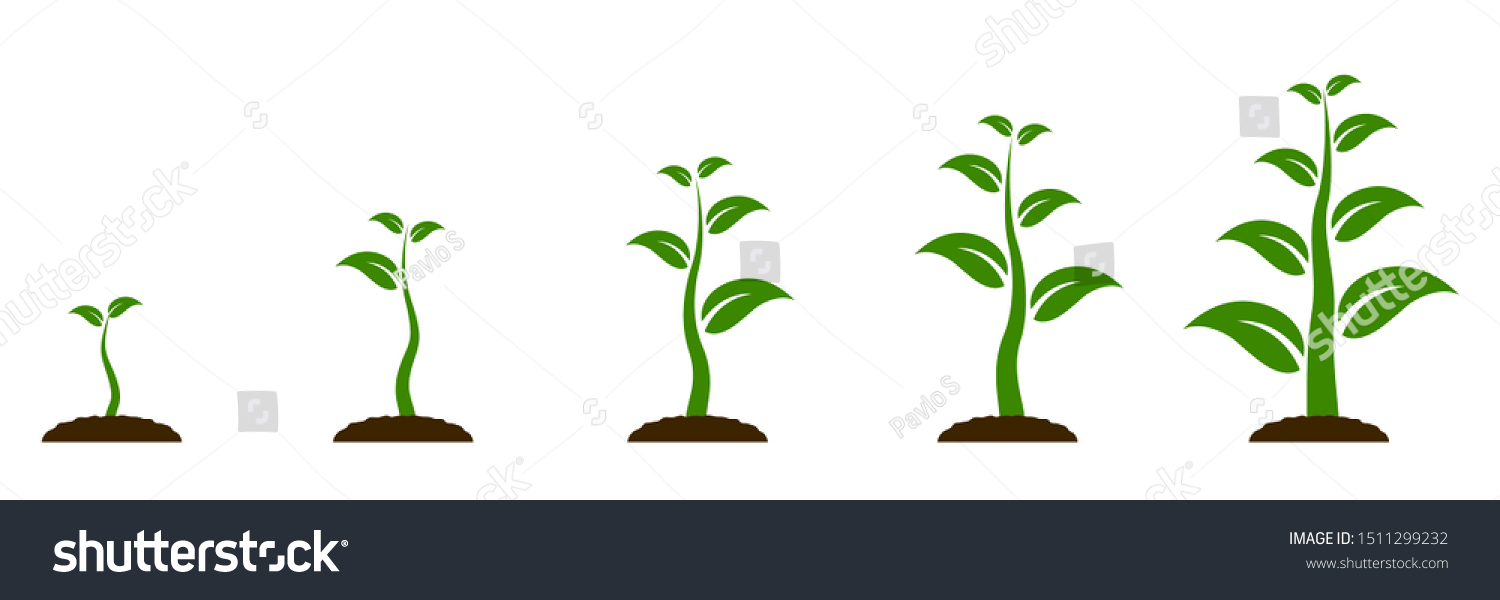 Evolution Concept Phases Plant Growing Seeds Stock Vector (Royalty Free ...