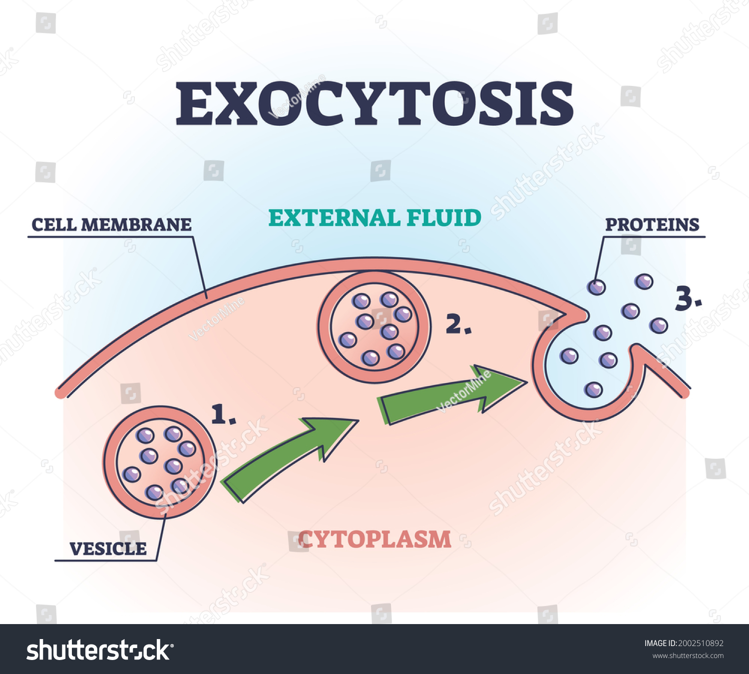 Exocytosis Process Explanation Proteins Release Mechanism Stock Vector Royalty Free