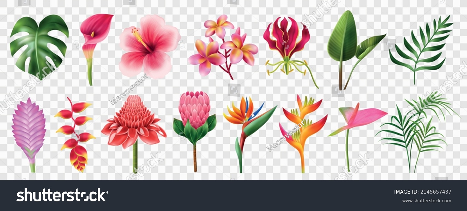 SVG of Exotic flowers realistic transparent set with blossom symbols isolated vector illustration svg
