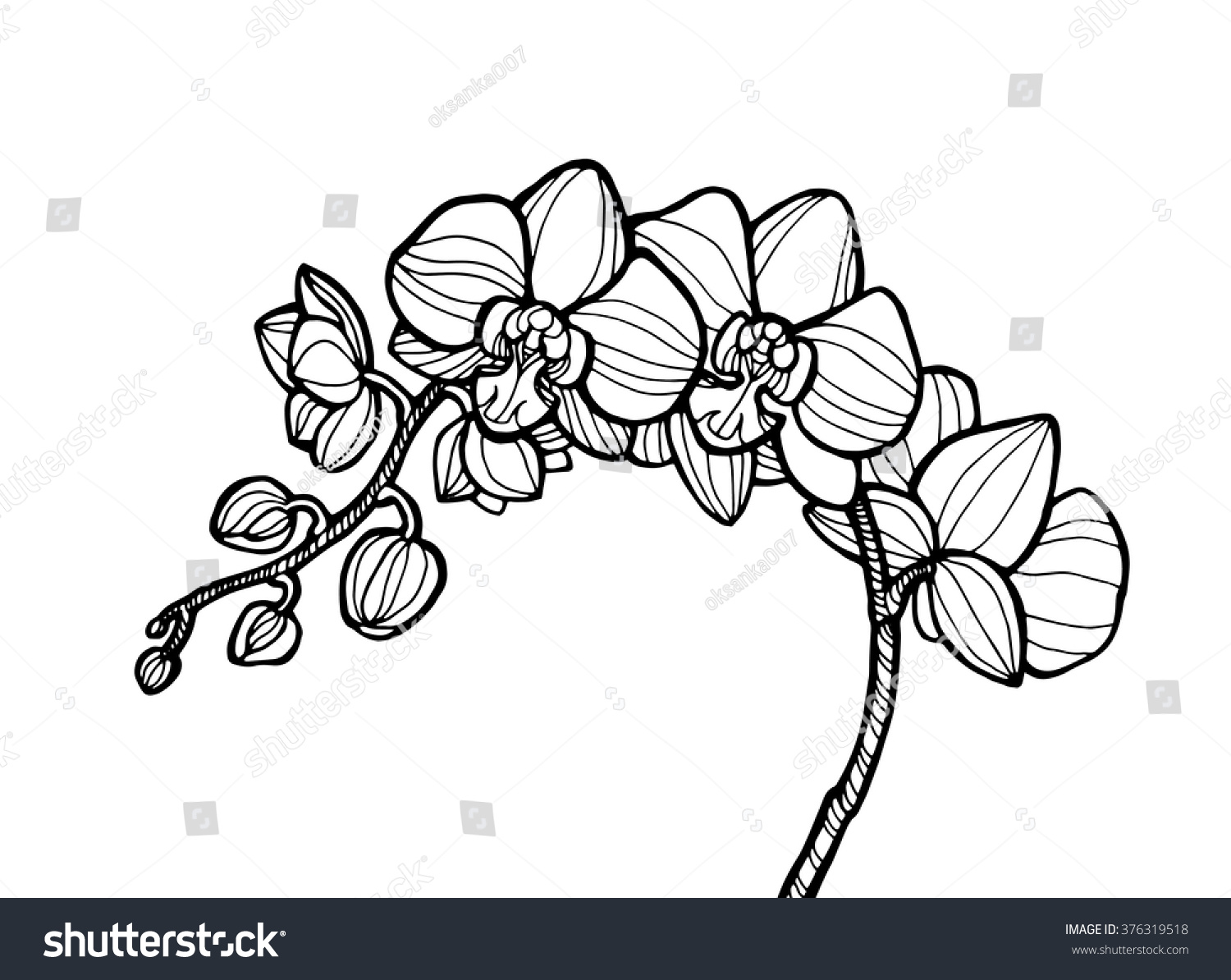 Exotic Orchid Flower Forest Wild Plant Stock Vector Royalty Free 376319518