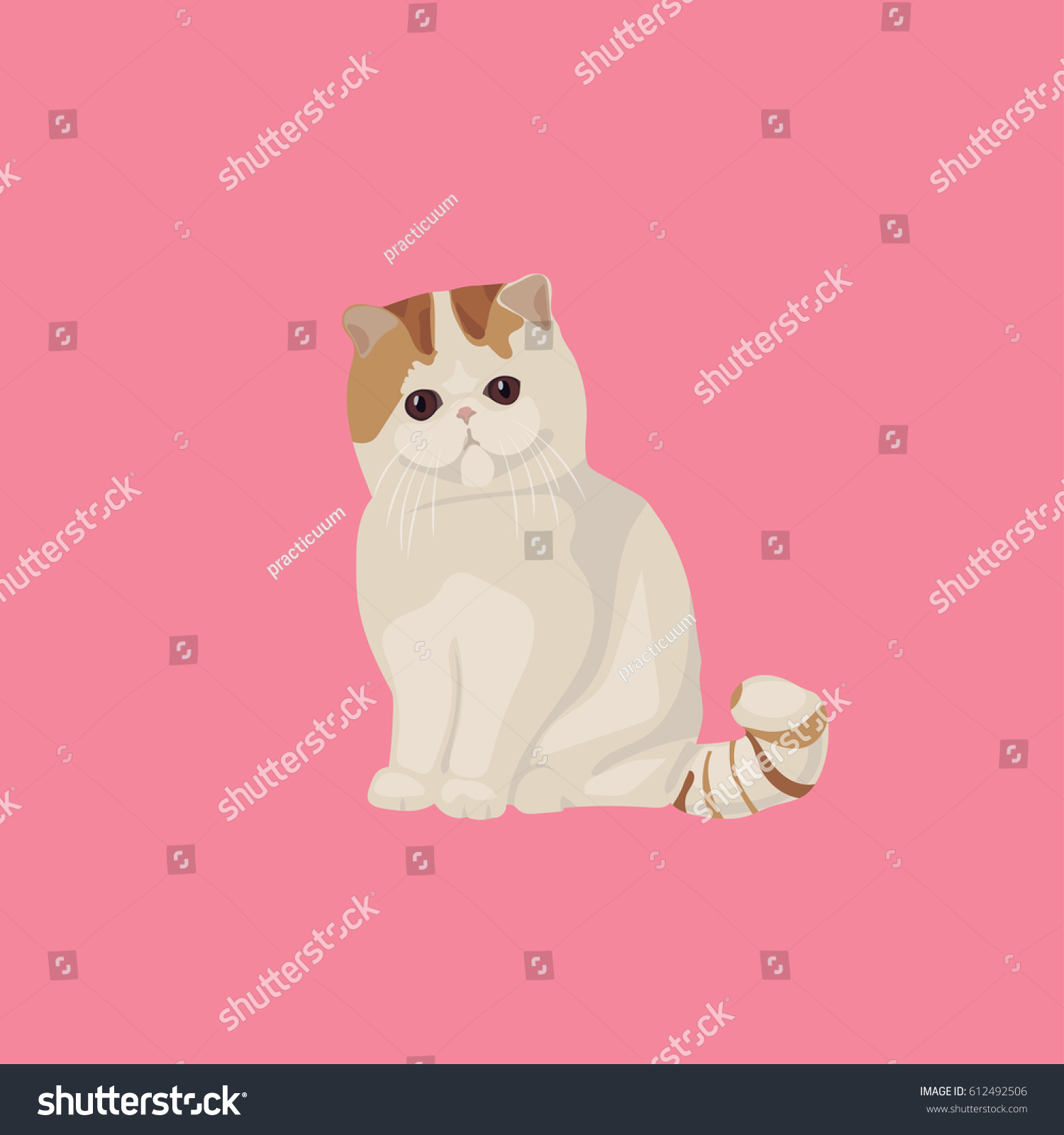 Exotic Shorthair Cat Breed Vector Cute Stock Vector Royalty Free