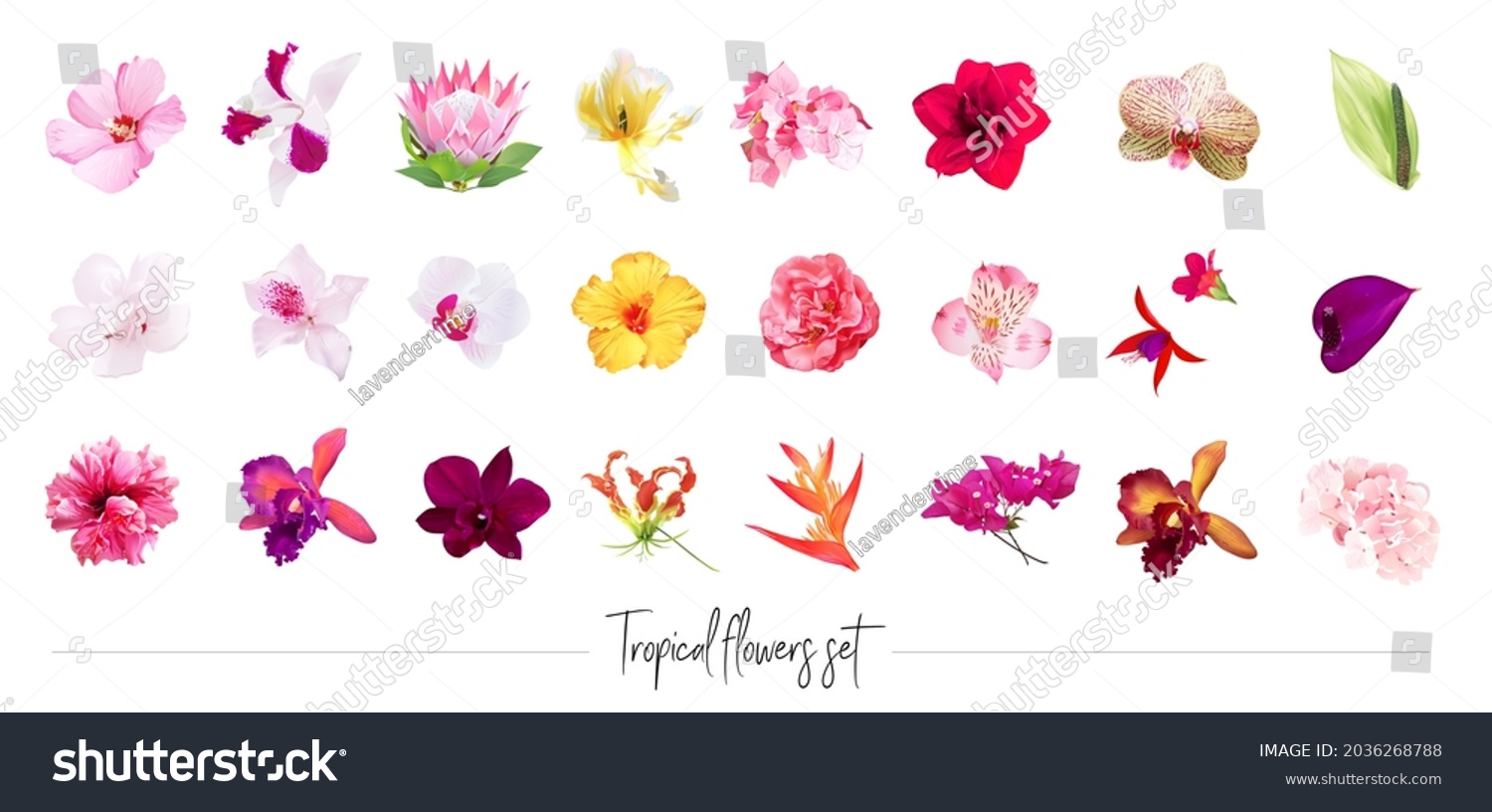 SVG of Exotic tropical flowers big vector clipart set. Orchid, strelitzia, hibiscus, bougainvillea, gloriosa, protea, tulip, hydrangea, fuchsia. Jungle floral design. Island flowers. Isolated and editable svg