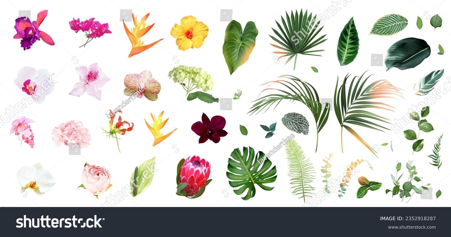 SVG of Exotic tropical flowers, orchid, strelitzia, pink medinilla, protea, palm, monstera, calathea leaves vector design big set. Jungle forest wedding floral design. Island greenery. Isolated and editable svg