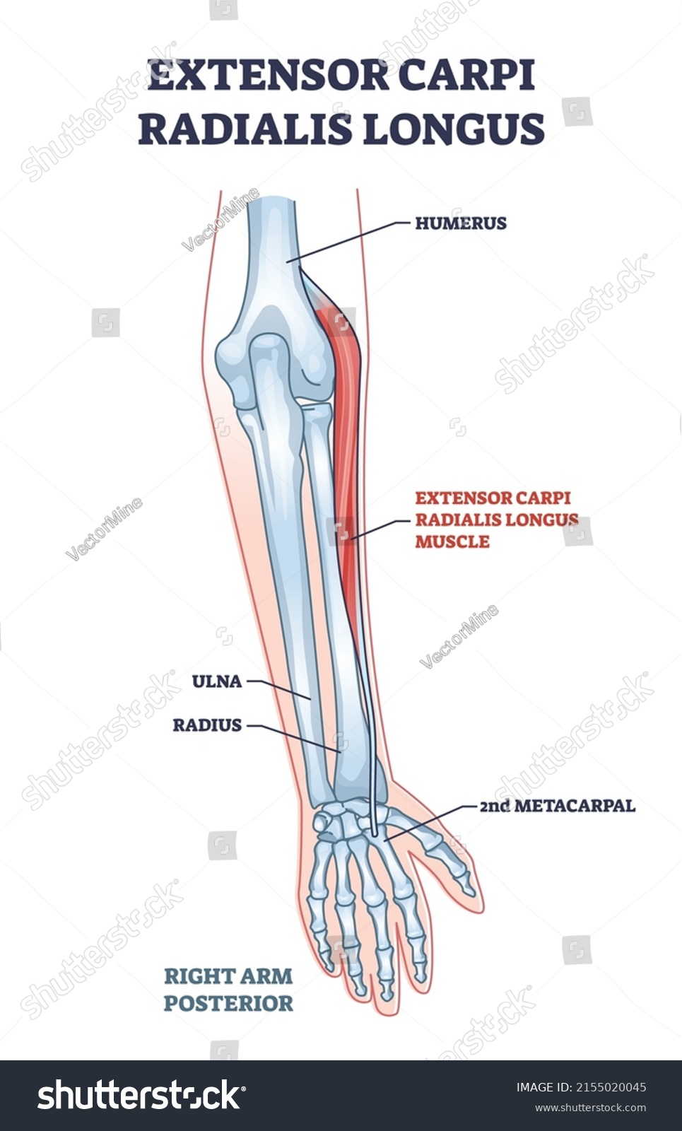 Extensor Carpi Radialis Longus Muscle Arm Stock Vector (Royalty Free ...