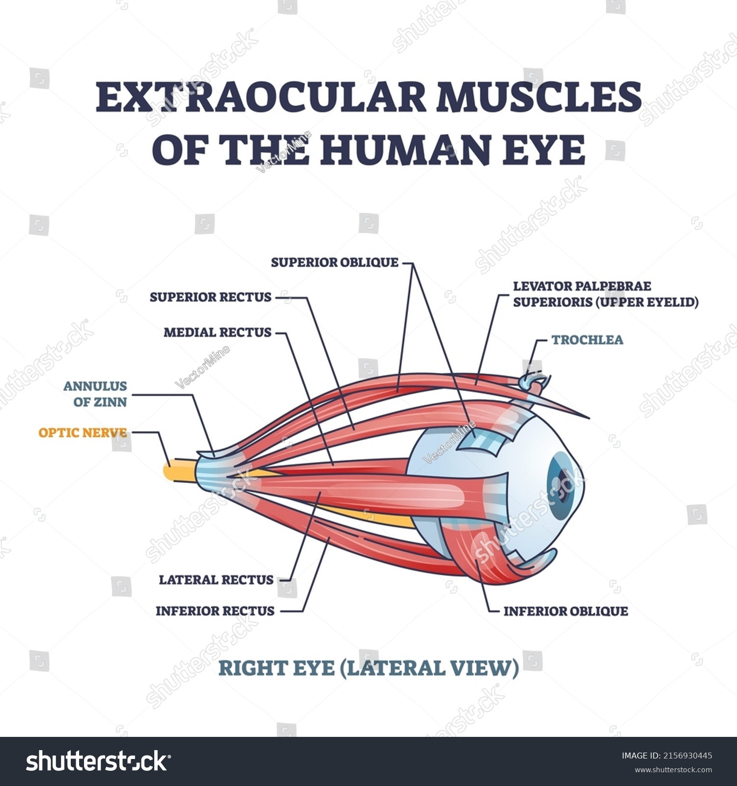 Extraocular Muscles Human Eye Muscular Anatomy Stock Vector (Royalty ...