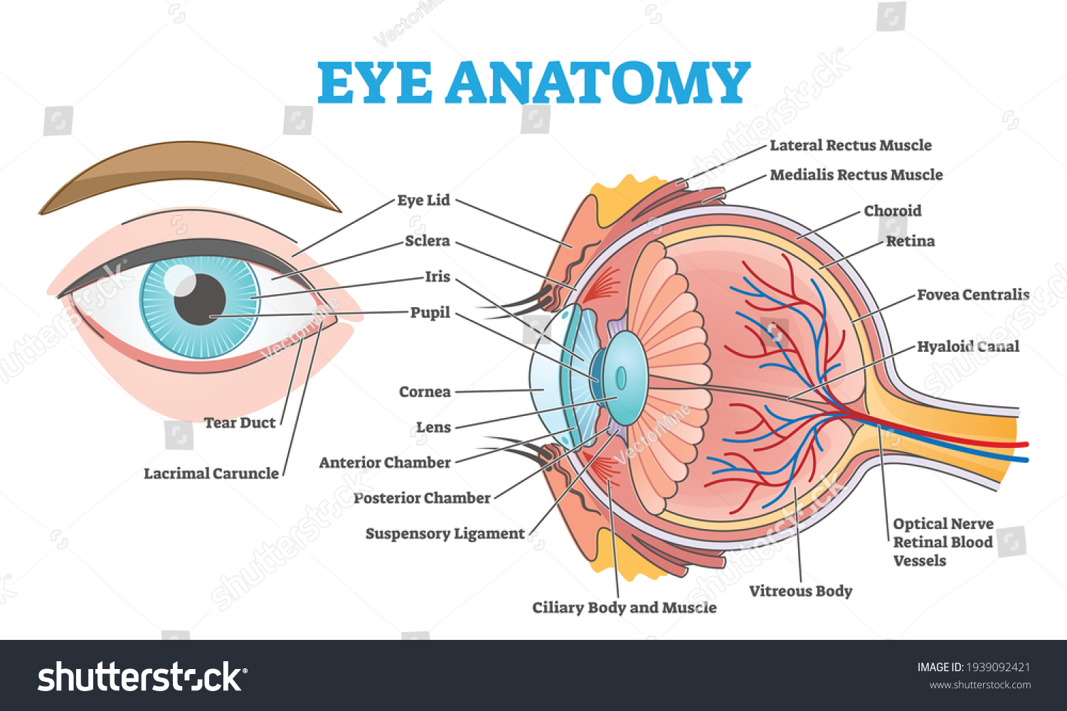 100-751-human-eyeball-images-stock-photos-vectors-shutterstock