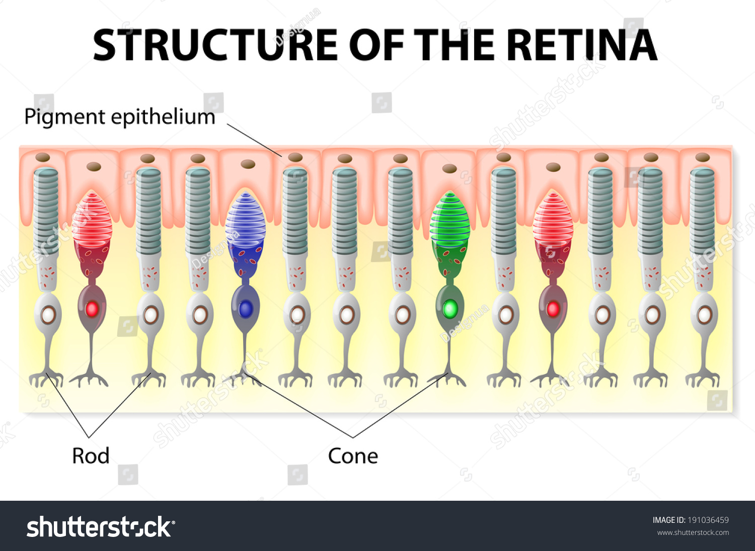 Eye Vision Structure Retina Rods Cones Stock Vector