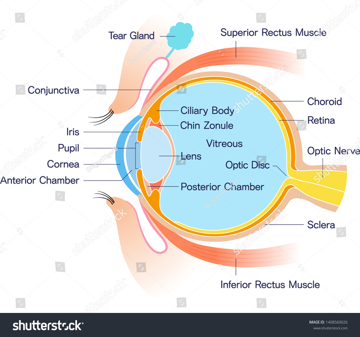 Eye Cross Section Anatomy Name Stock Vector (Royalty Free) 1408560026