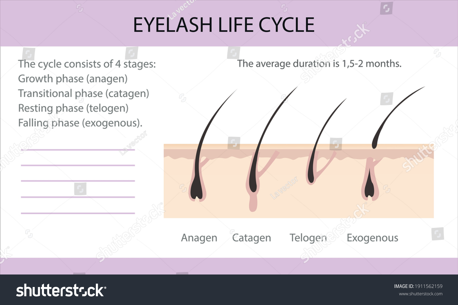 6 Eyelash life cycle Images, Stock Photos & Vectors | Shutterstock