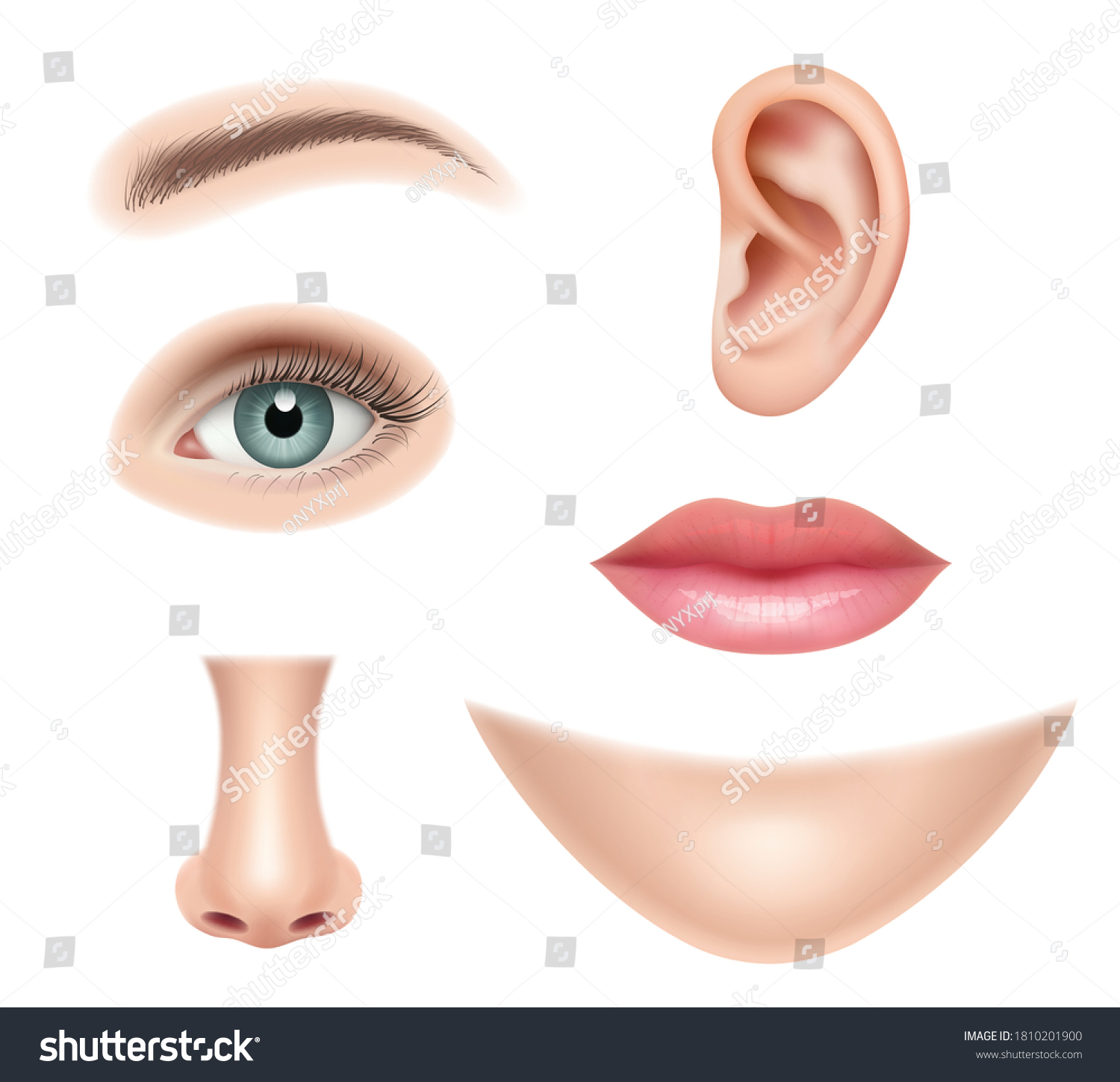 Face Realistic Human Parts Nose Head Stock Vector (Royalty Free) 1810201900