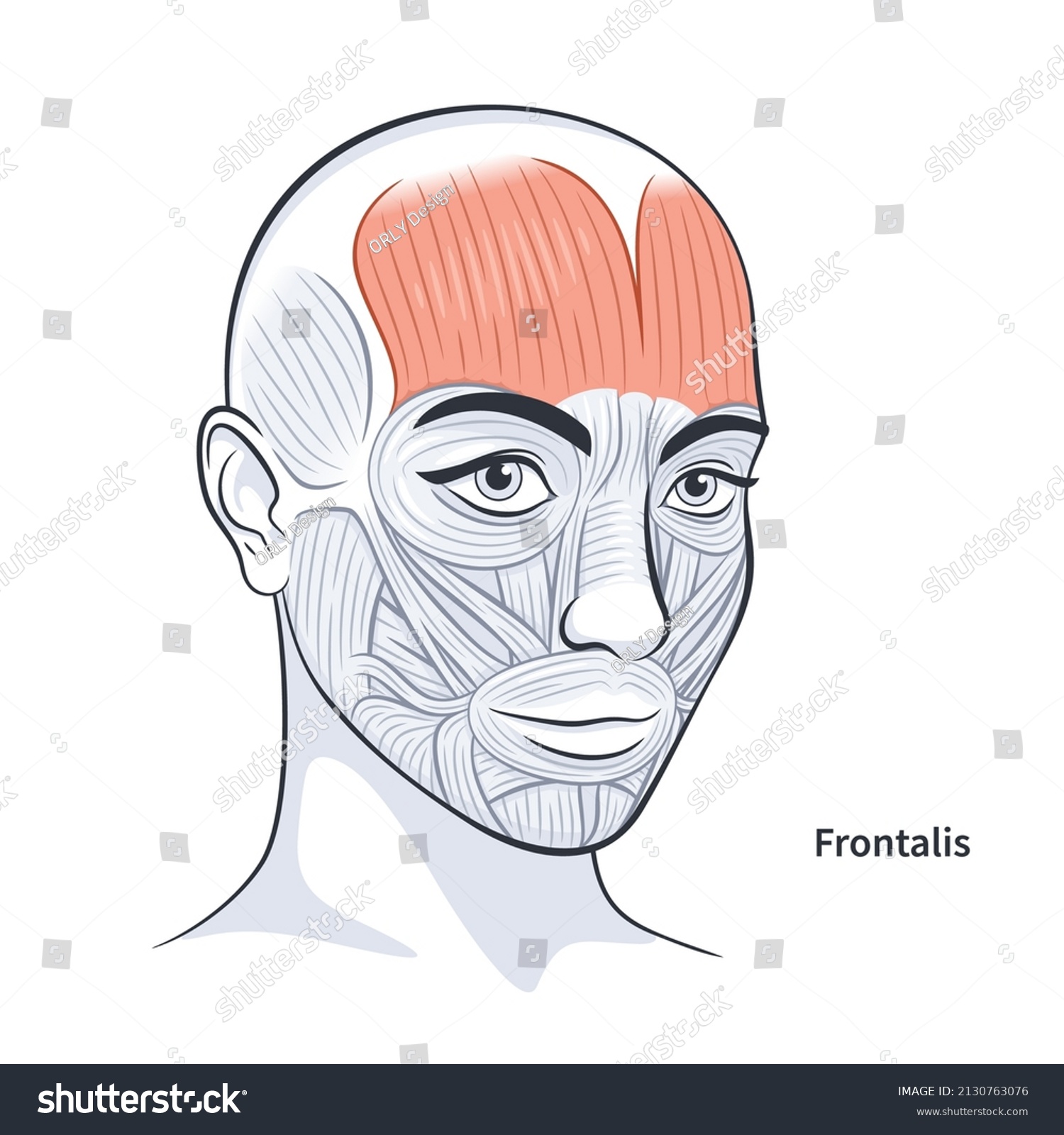 Facial Muscles Female Detailed Bright Anatomy Stock Vector Royalty Free Shutterstock