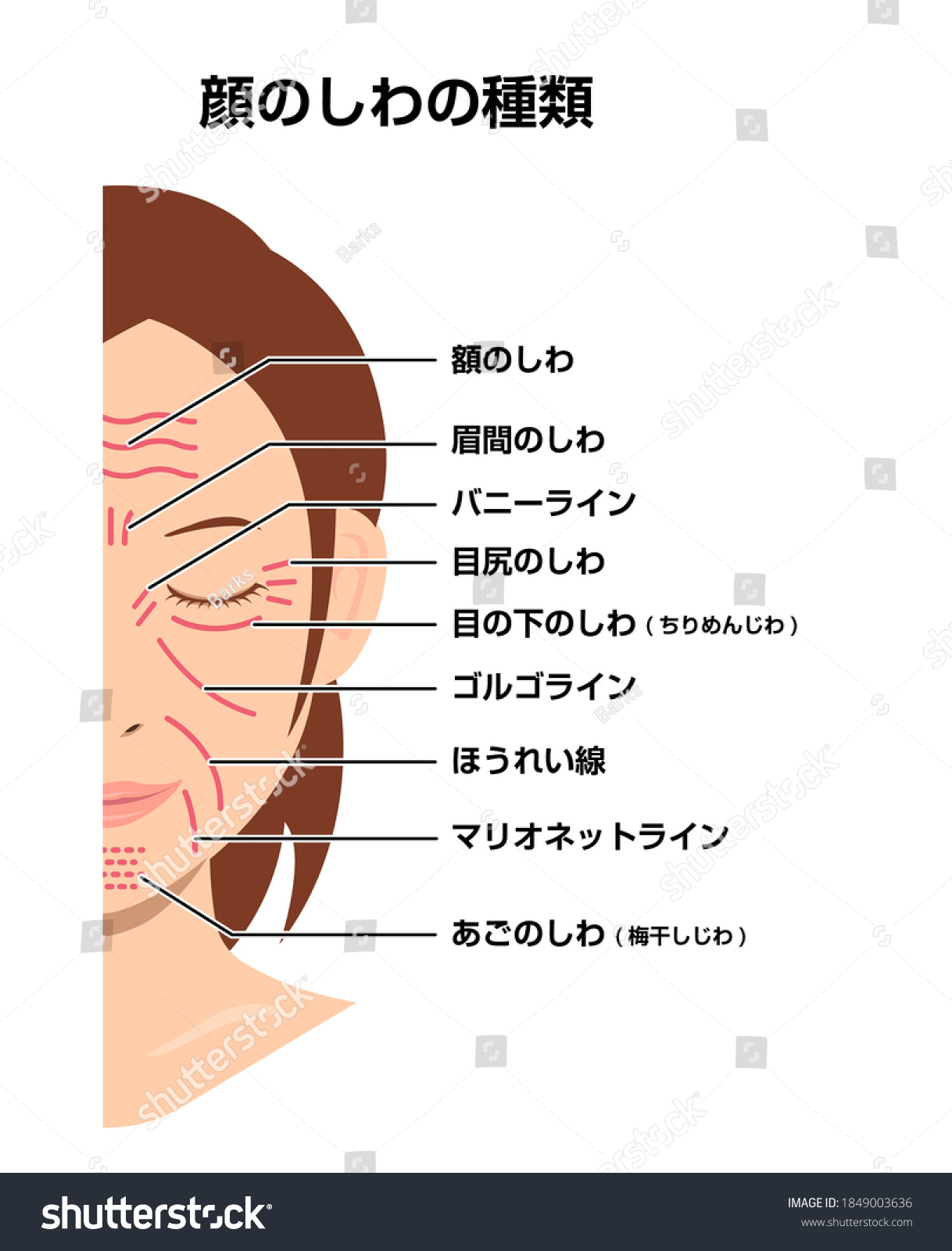 Facial Wrinkles Female Face Vector Illustration Stock Vector (Royalty ...