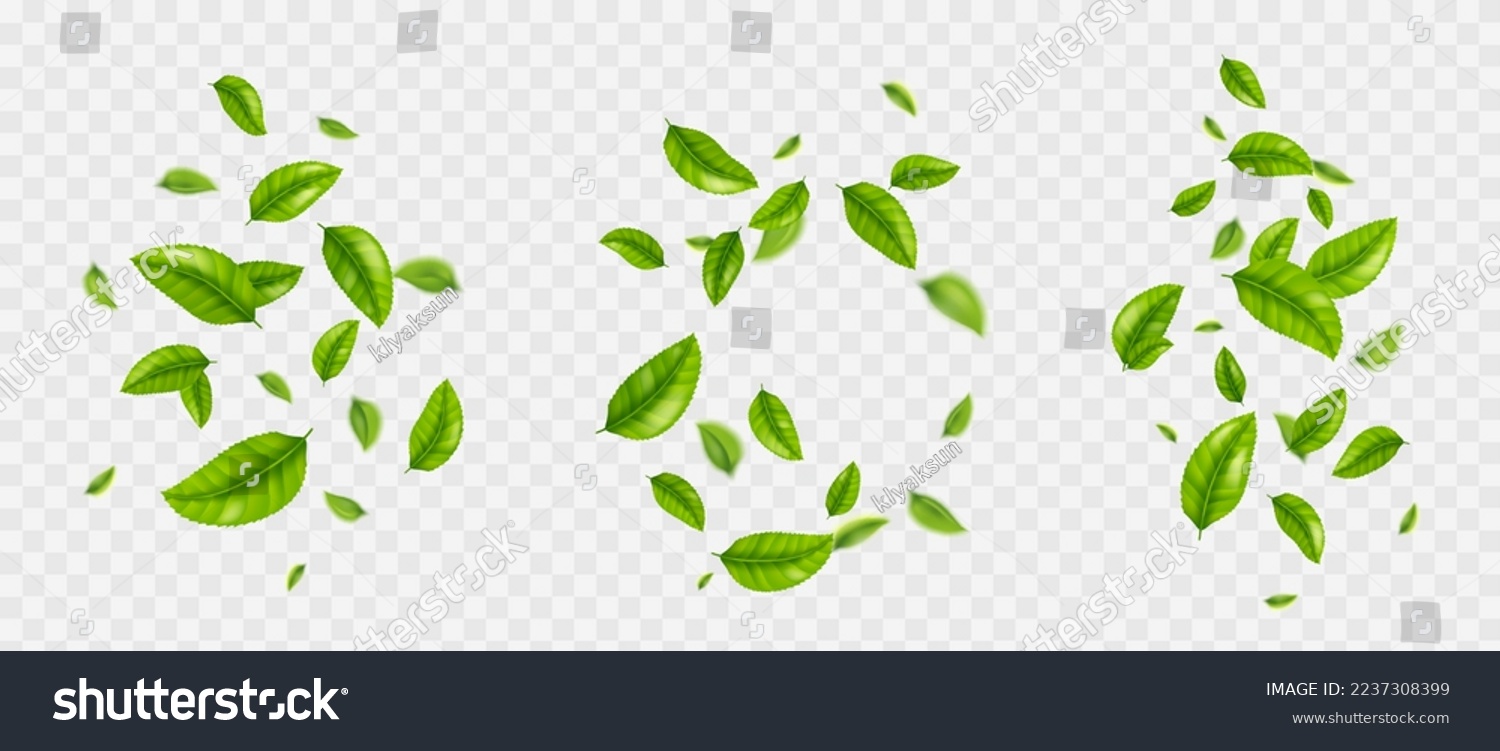 SVG of Falling tea leaves, realistic green foliage flying in air isolated on transparent background. Floral organic elements for products packaging design, advertising, promo, 3d vector illustration, set svg