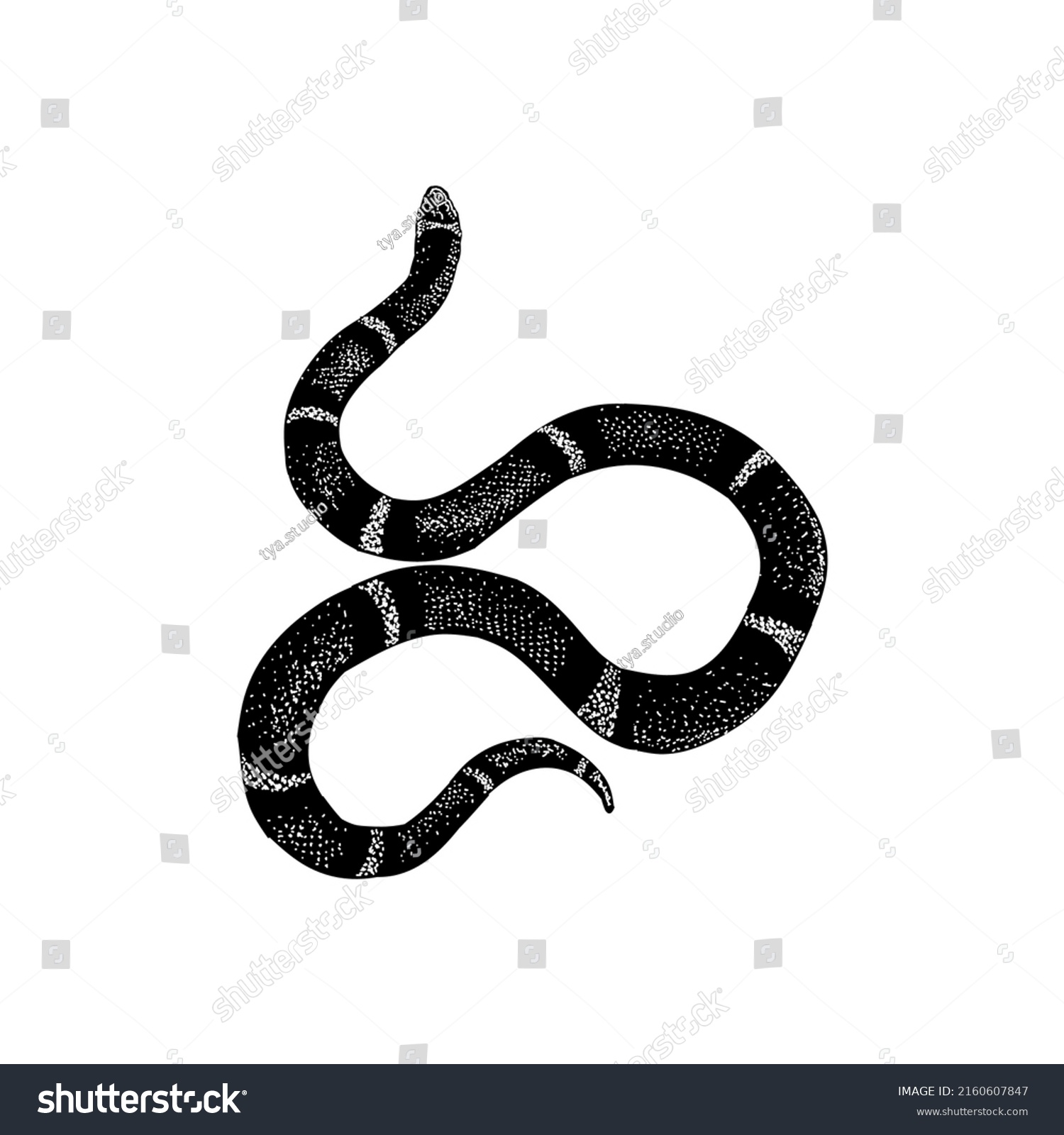 False Coral Snake Hand Drawing Vector Stock Vector (Royalty Free ...