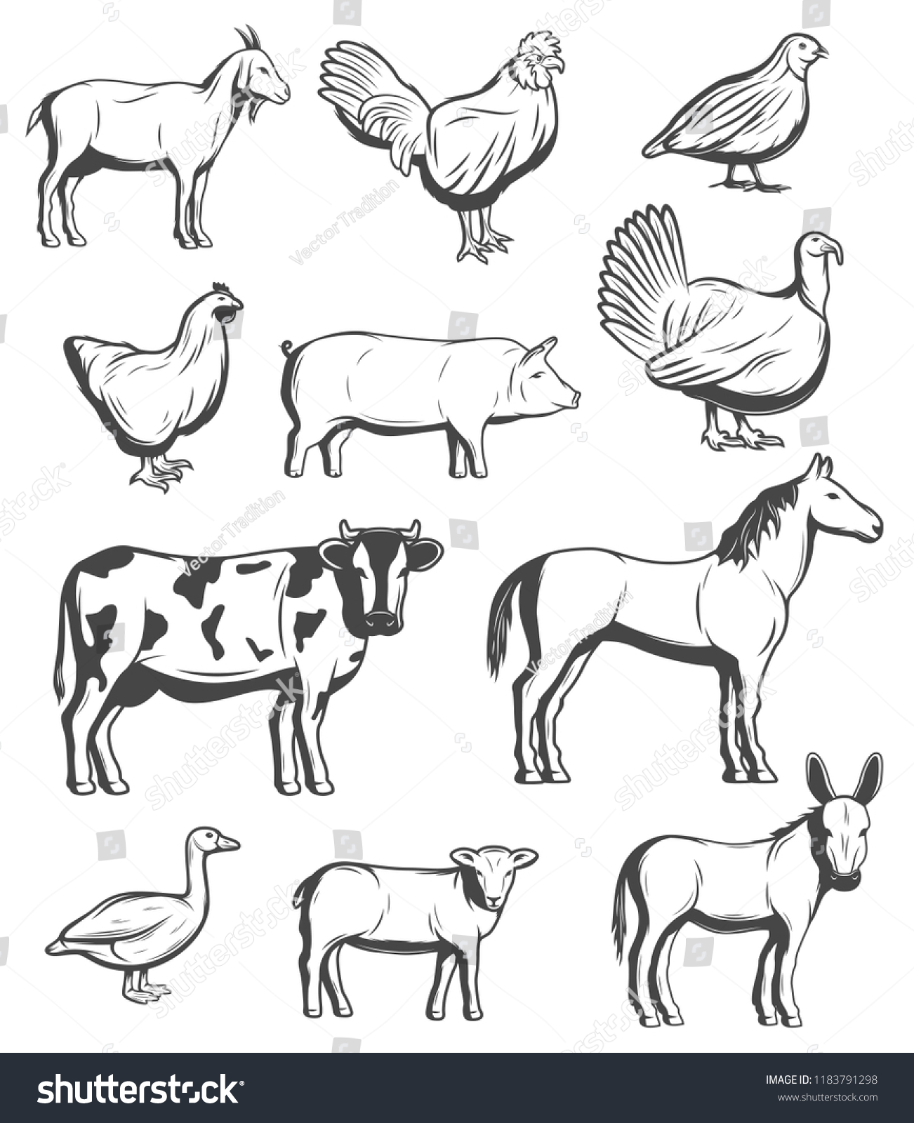 Farm Animals Cattle Poultry Birds Vector Stock Vector (Royalty Free ...