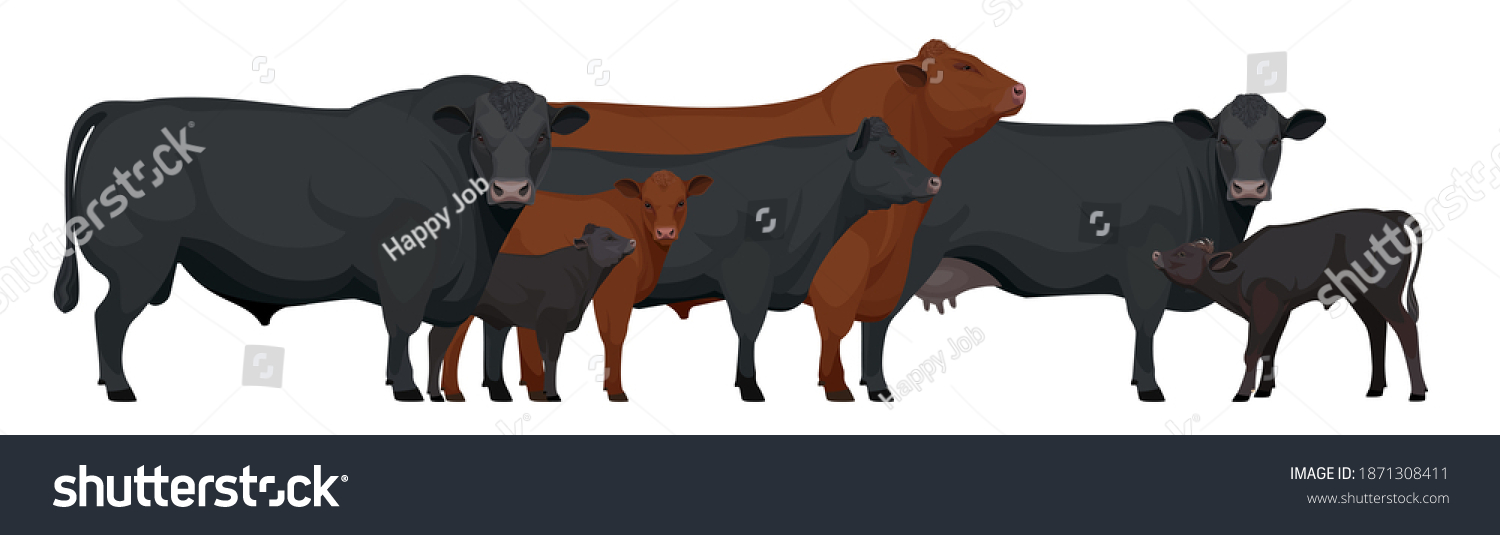 SVG of Farm animals - Herd of Bull, Cow, Calf. Set Aberdeen Angus - The Best Beef Cattle Breeds. Vector Illustration. svg
