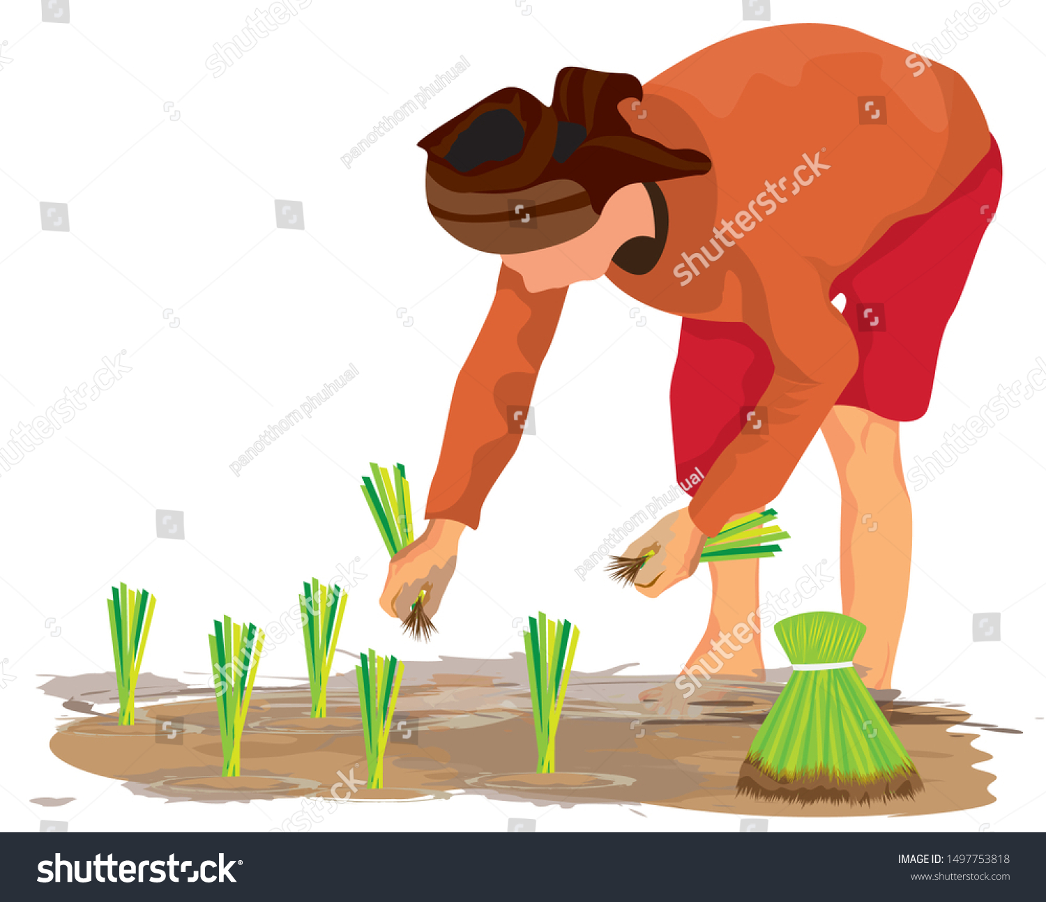 Farmer Transplant Rice Seeding Vector Design Stock Vector (Royalty Free ...