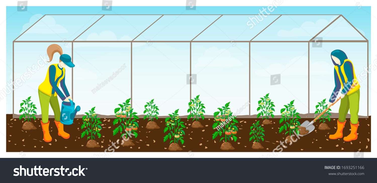 SVG of farmers at work in greenhouse. tomatoes seedling rows in glasshouse and couple of gardeners watering and taking care about tomato plantation vector illustration. farming or gardening horizontal banner svg