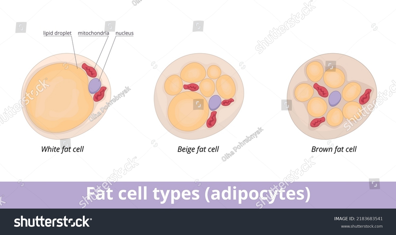 Fat Cell Types Adipocytes Adipocytes Categorized Stock Vector (royalty 