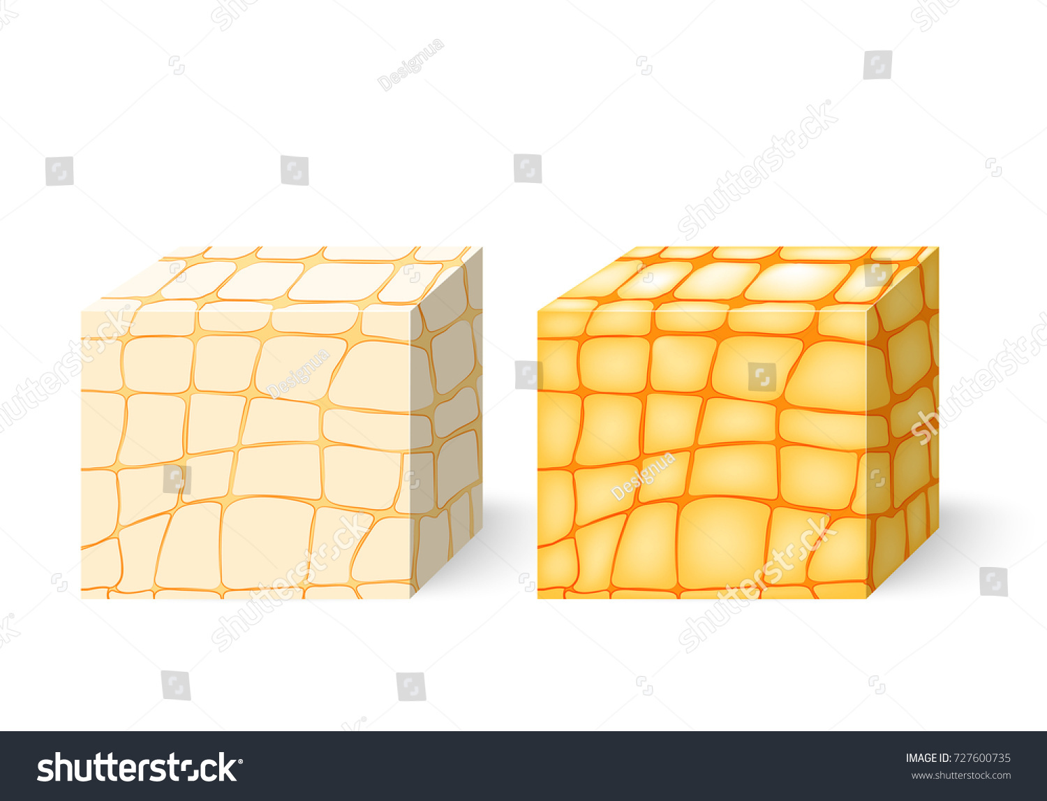 Fat Tissue Cross Section Human Adipose Stock Vector (Royalty Free ...