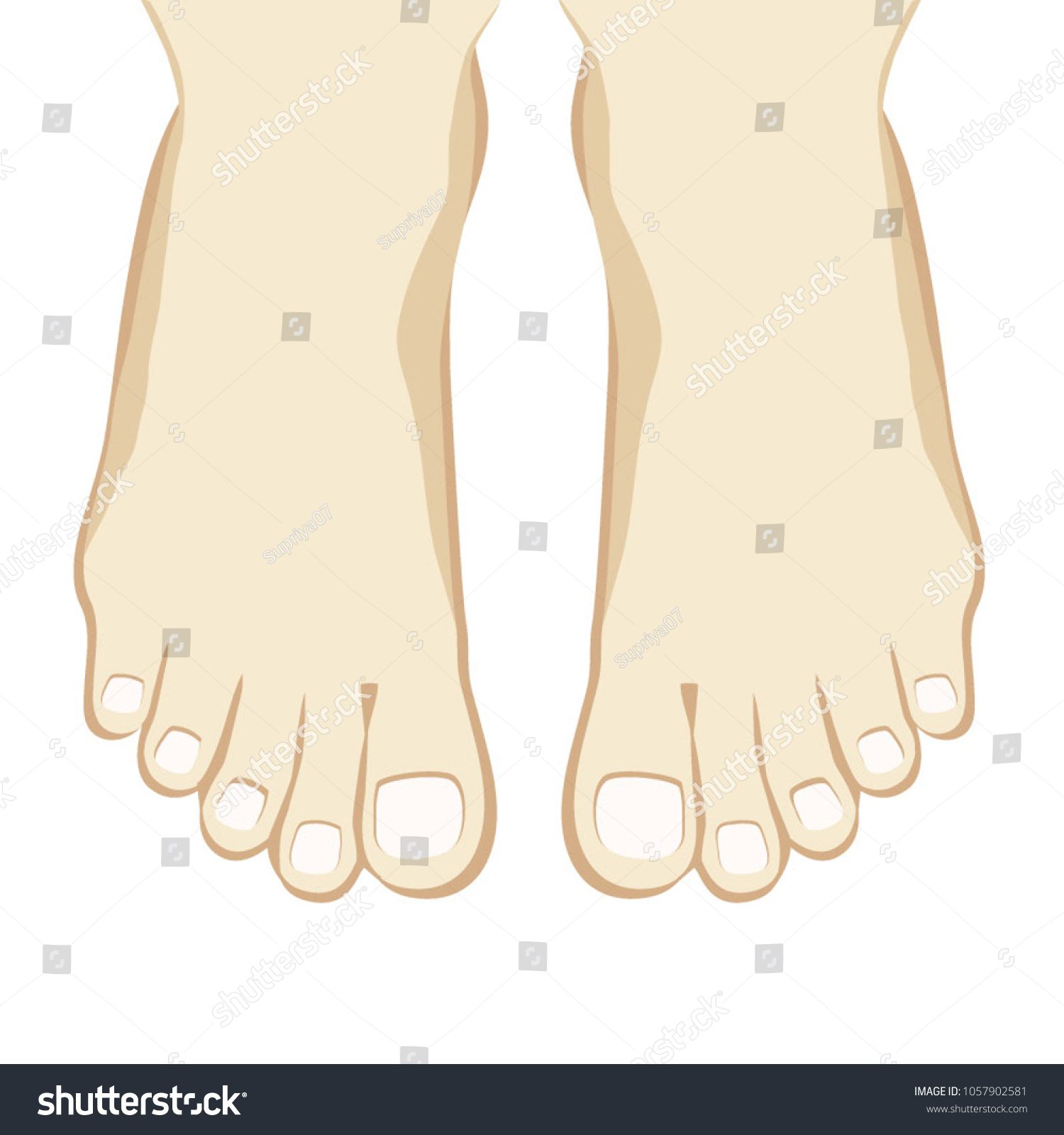 Feet Vector Front View Stock Vector (Royalty Free) 1057902581