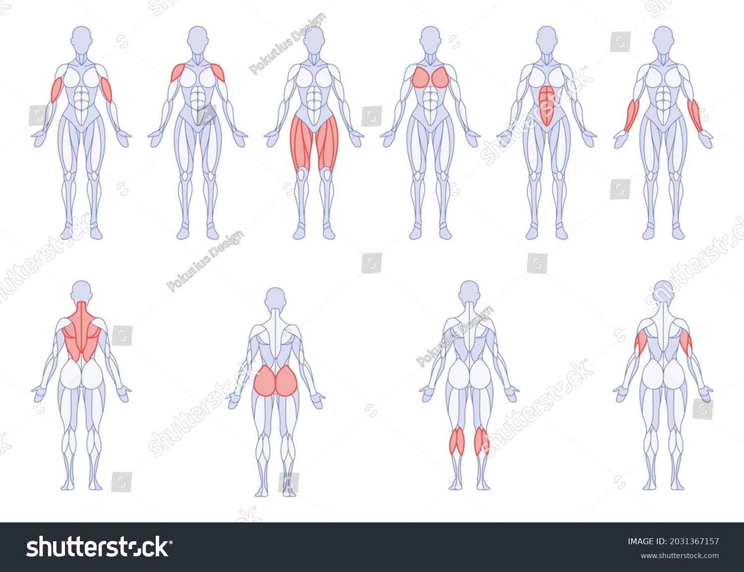 Premium Vector Illustrator Of Girl With Labeled Body 1181