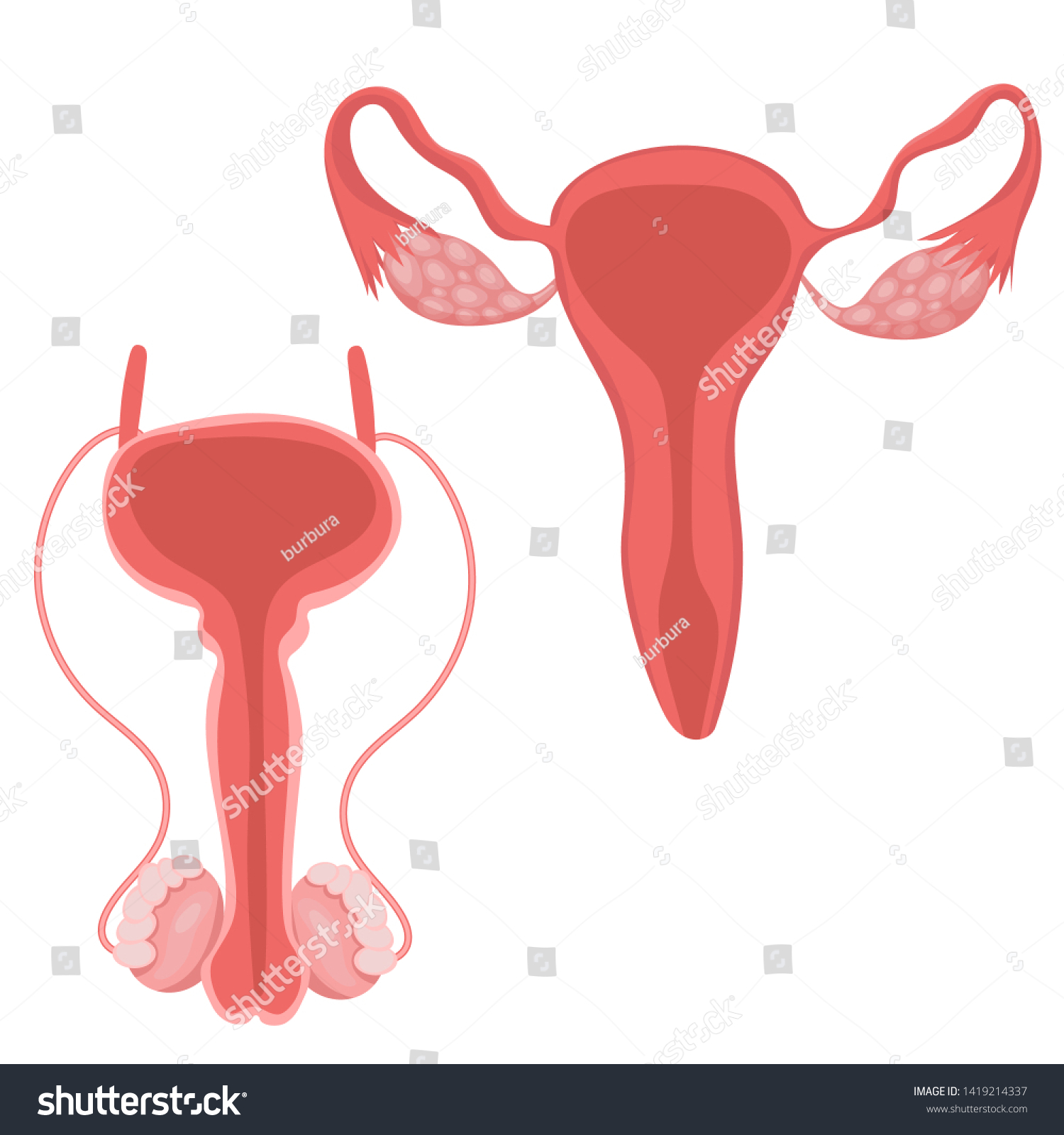 Female Male Reproductive Systems Vector Set Vetor Stock Livre De Direitos 1419214337 3176